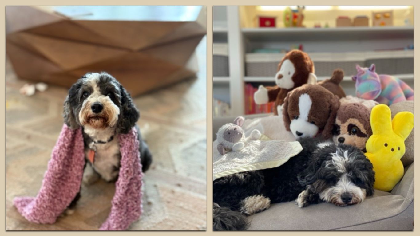 Pets of SF: Blankets