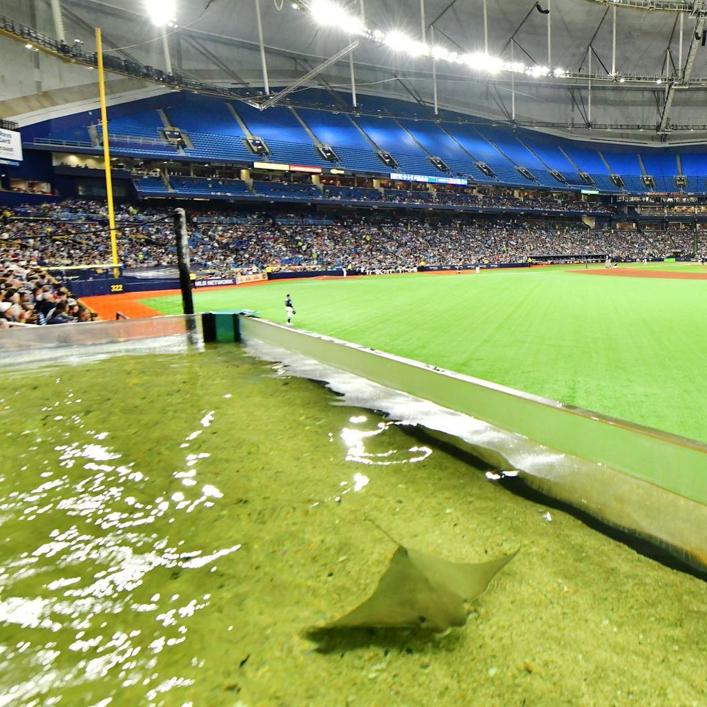 The rays are returning to Tropicana Field's outfield tank - Axios Tampa Bay