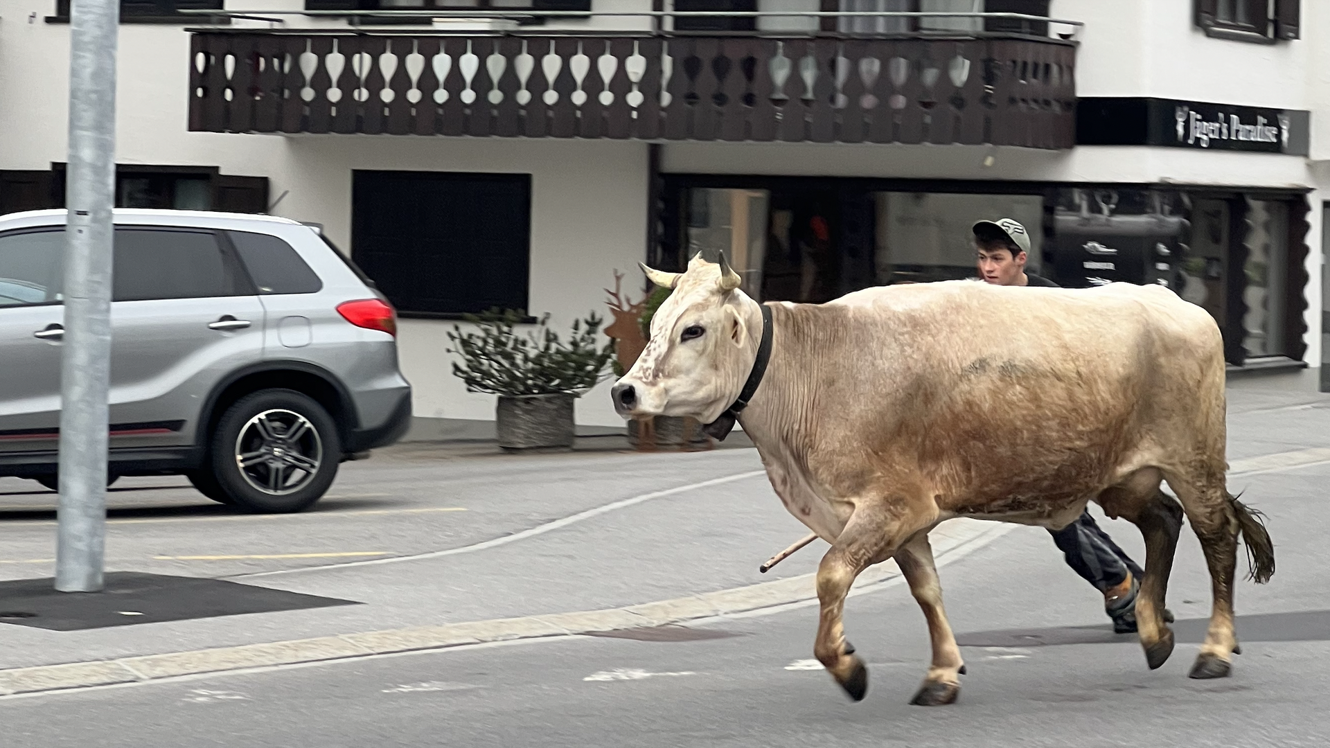 A runaway cow on the streets of Klosters, Switzerland.