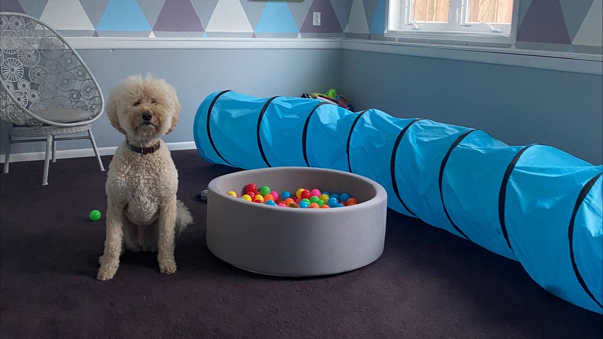 a goldendoodle sits in a blue room full of toys