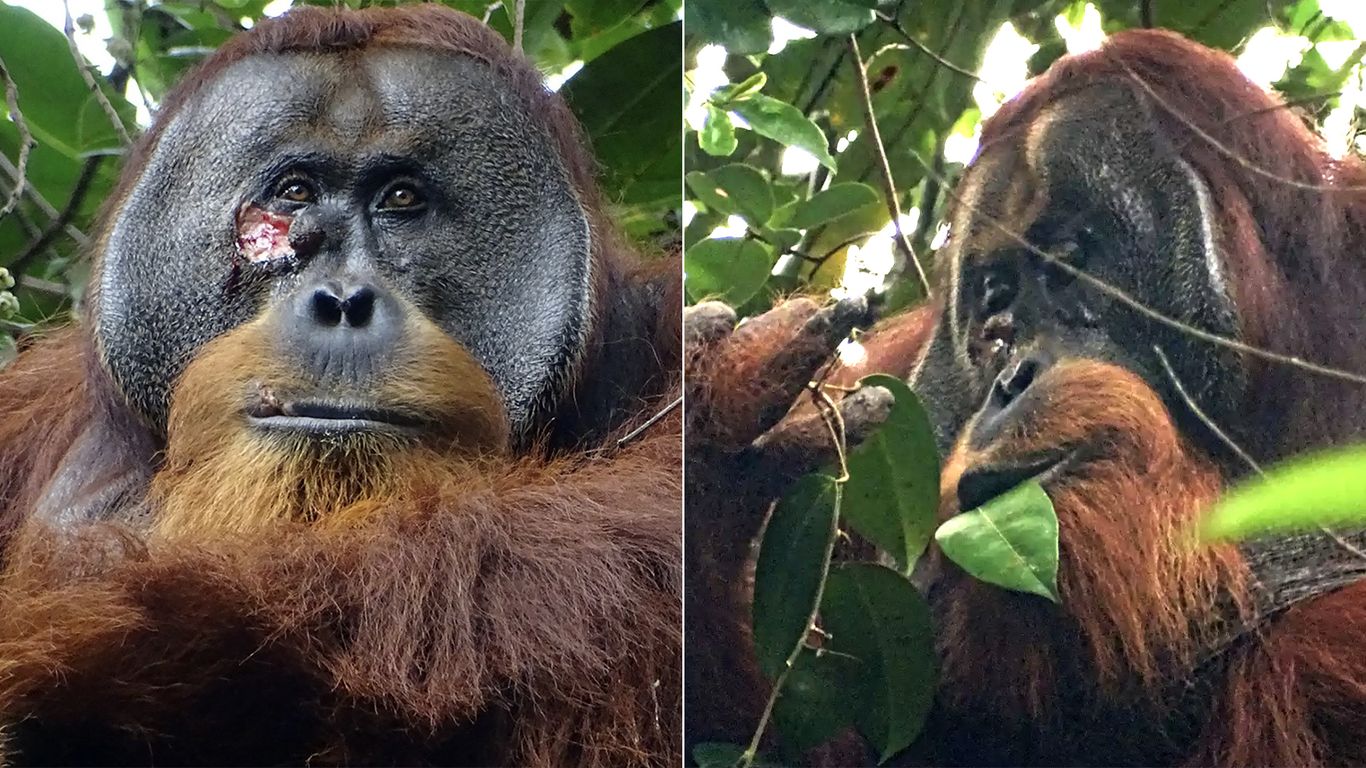 Wild Orangutan Rakus Self-Medicates with Medicinal Plant Akar Kuning for Wound Healing: A First in Animal Behavior