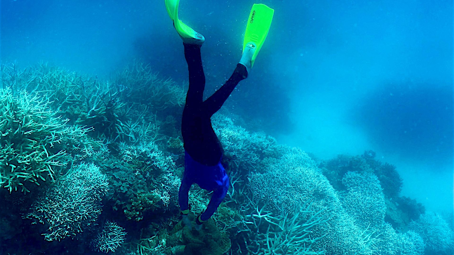 This picture taken on March 7, 2022 shows a diver swimming amongst the coral on the Great Barrier Reef, off the coast of the Australian state of Queensland.