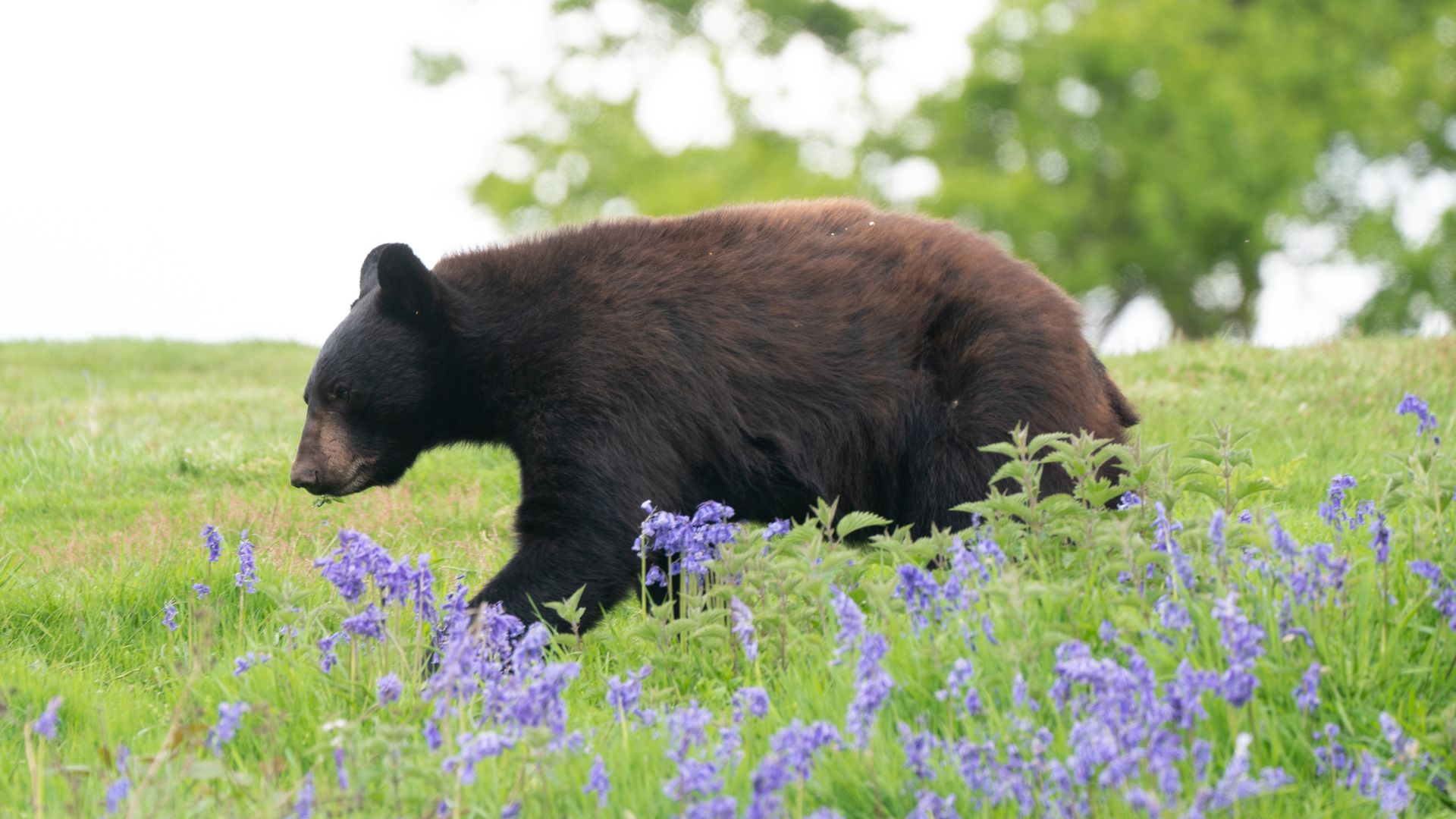 One-year-old North American black bear cubs explore their surroundings in the drive-through enclosure at Woburn Safari Park in Bedfordshire. The four cubs - two males called Harvard and Colorado, and two females called Aspen and Maple - have been living with mum Phoneix in a separate enclosure since