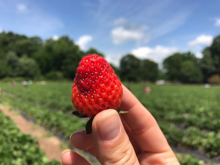 wise acres organic strawberry farm