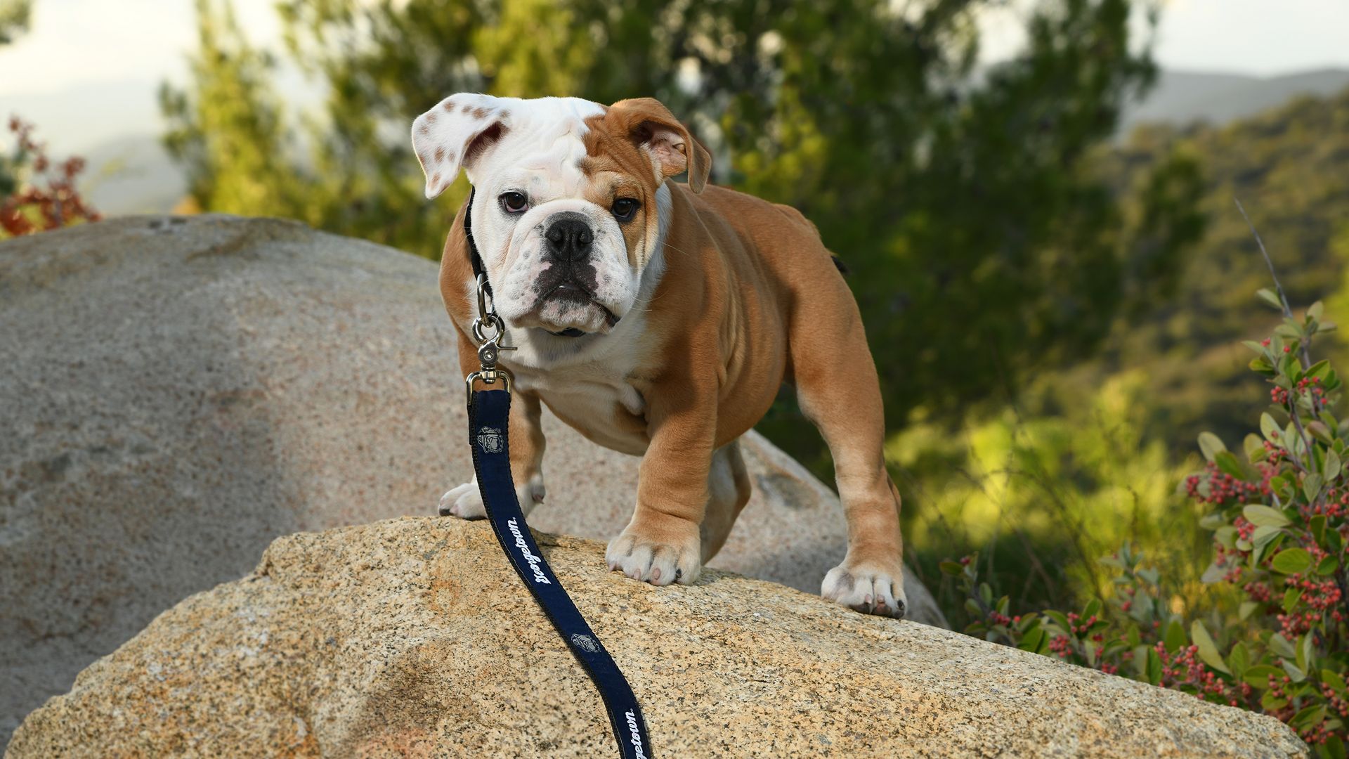 Jack the Bulldog on a rock