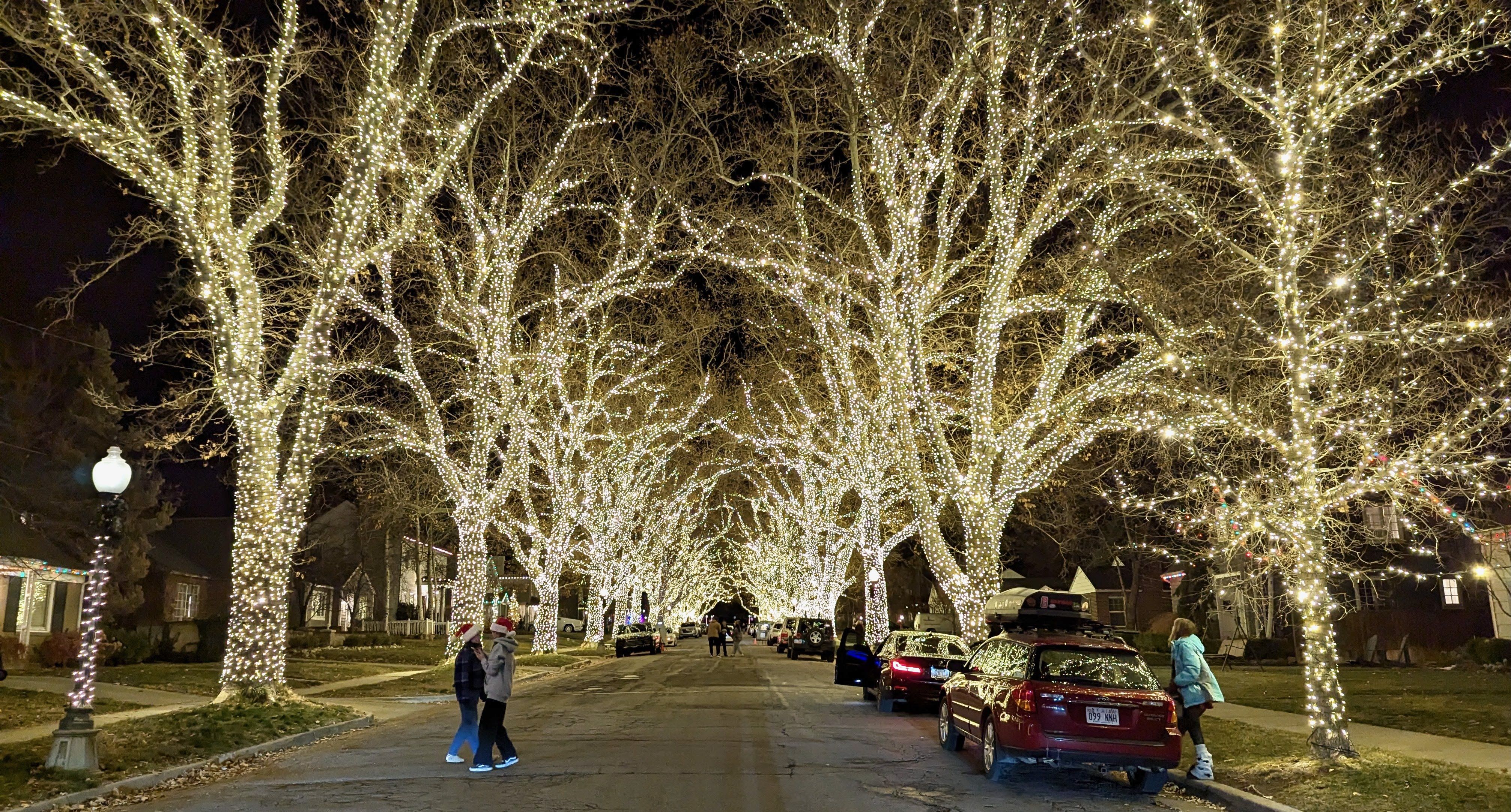 A street lined with sycamores that are coated in fairy lights.