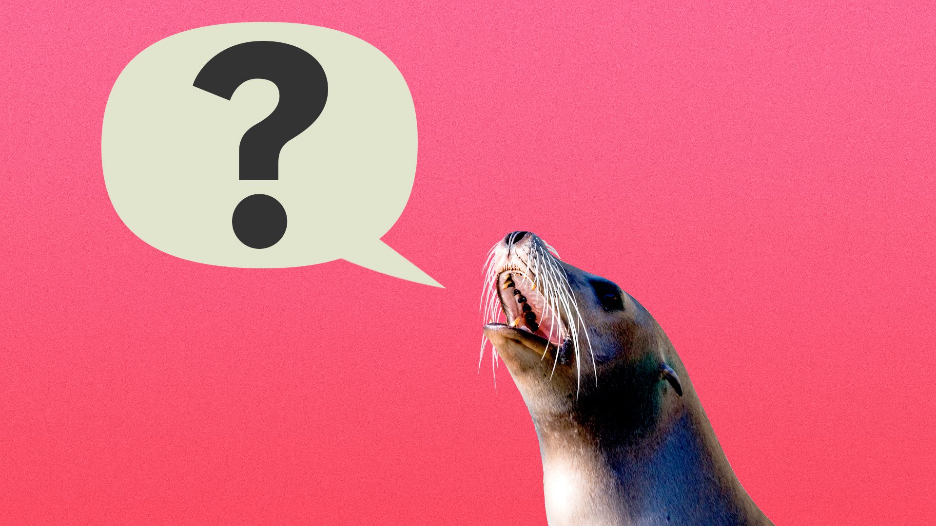 Illustration of a sea lion with a word balloon with a question mark in it coming out of its mouth. 