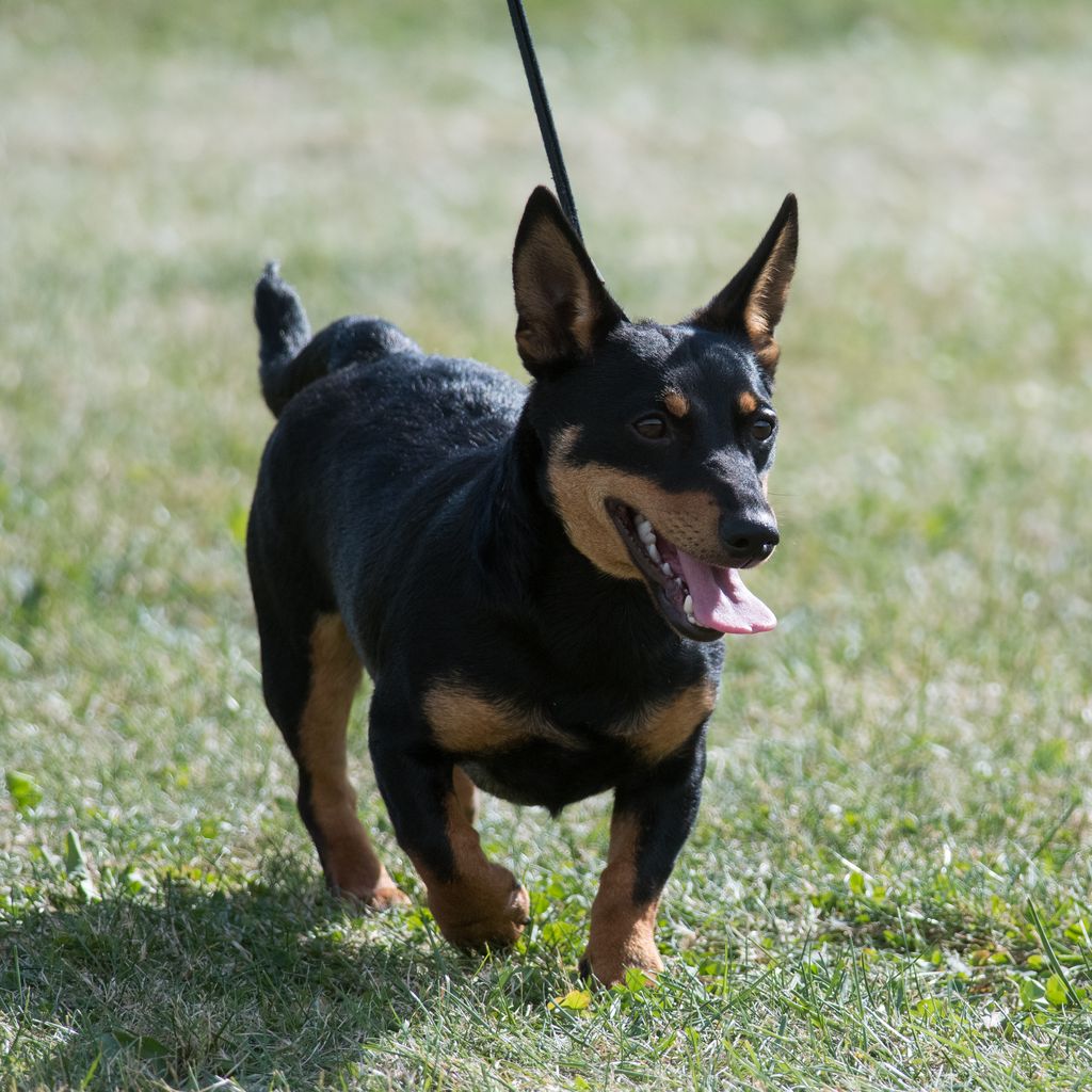 Dog breed lancashire hot sale heeler