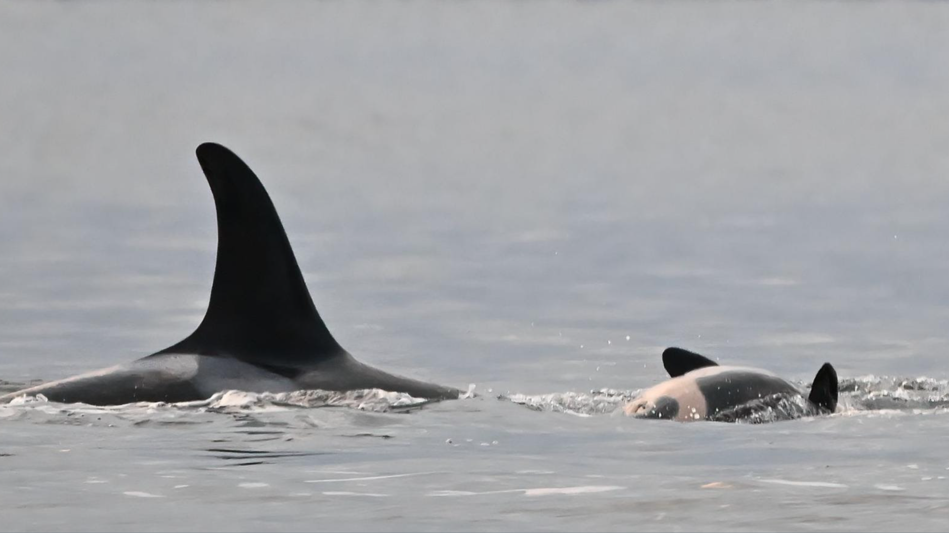 A newborn orca calf rolls onto her back allowing researchers to say it's a girl.