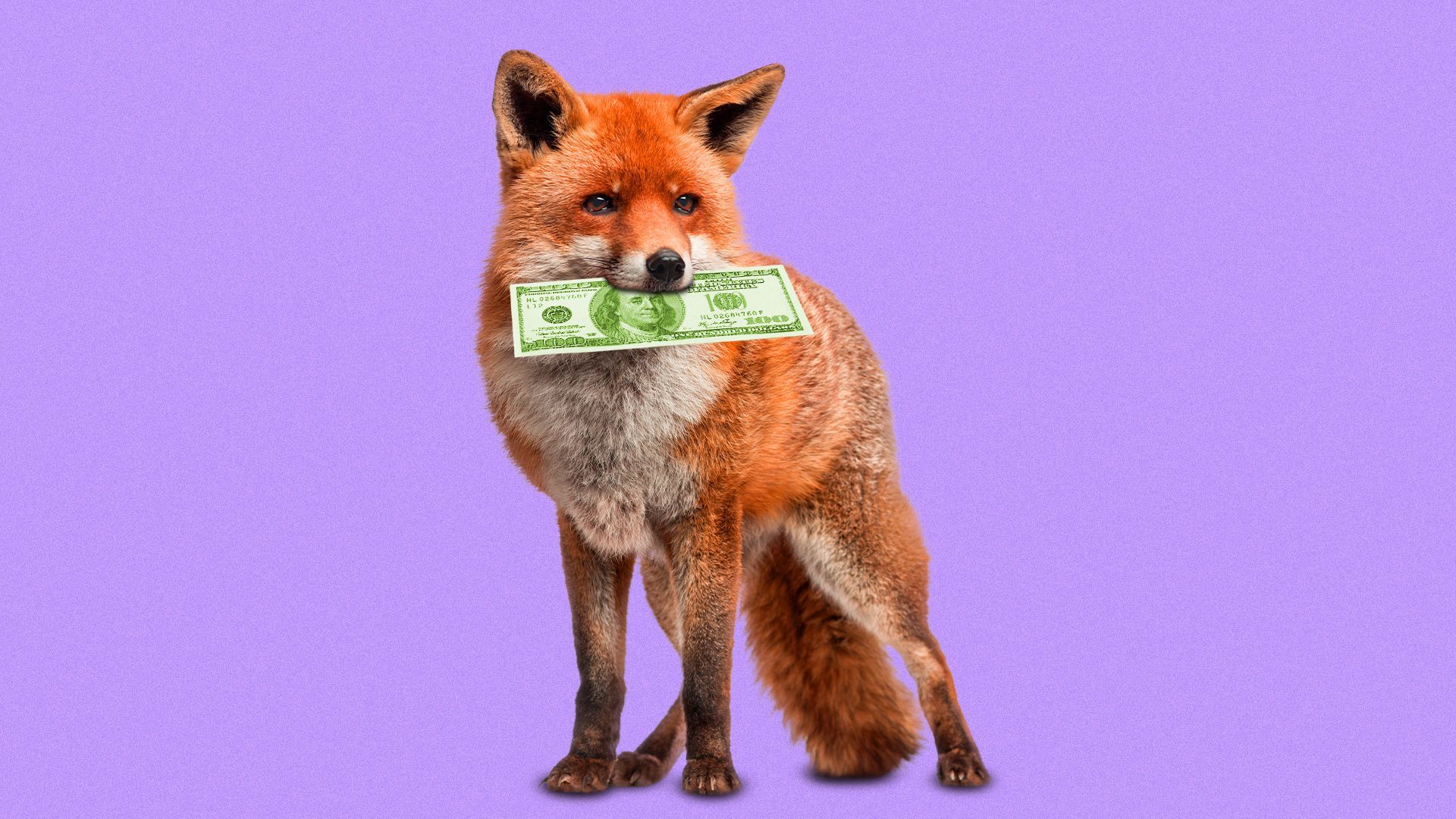 Illustration of a fox with a $100 bill in its mouth.