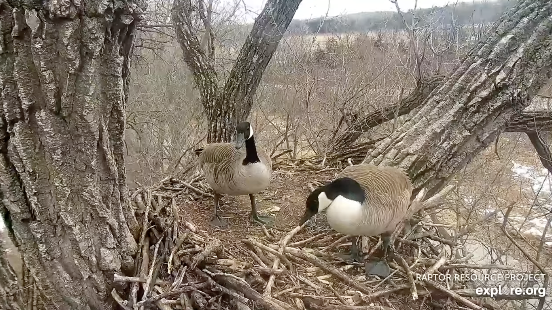 Canada Goose in Decorah eagles nest
