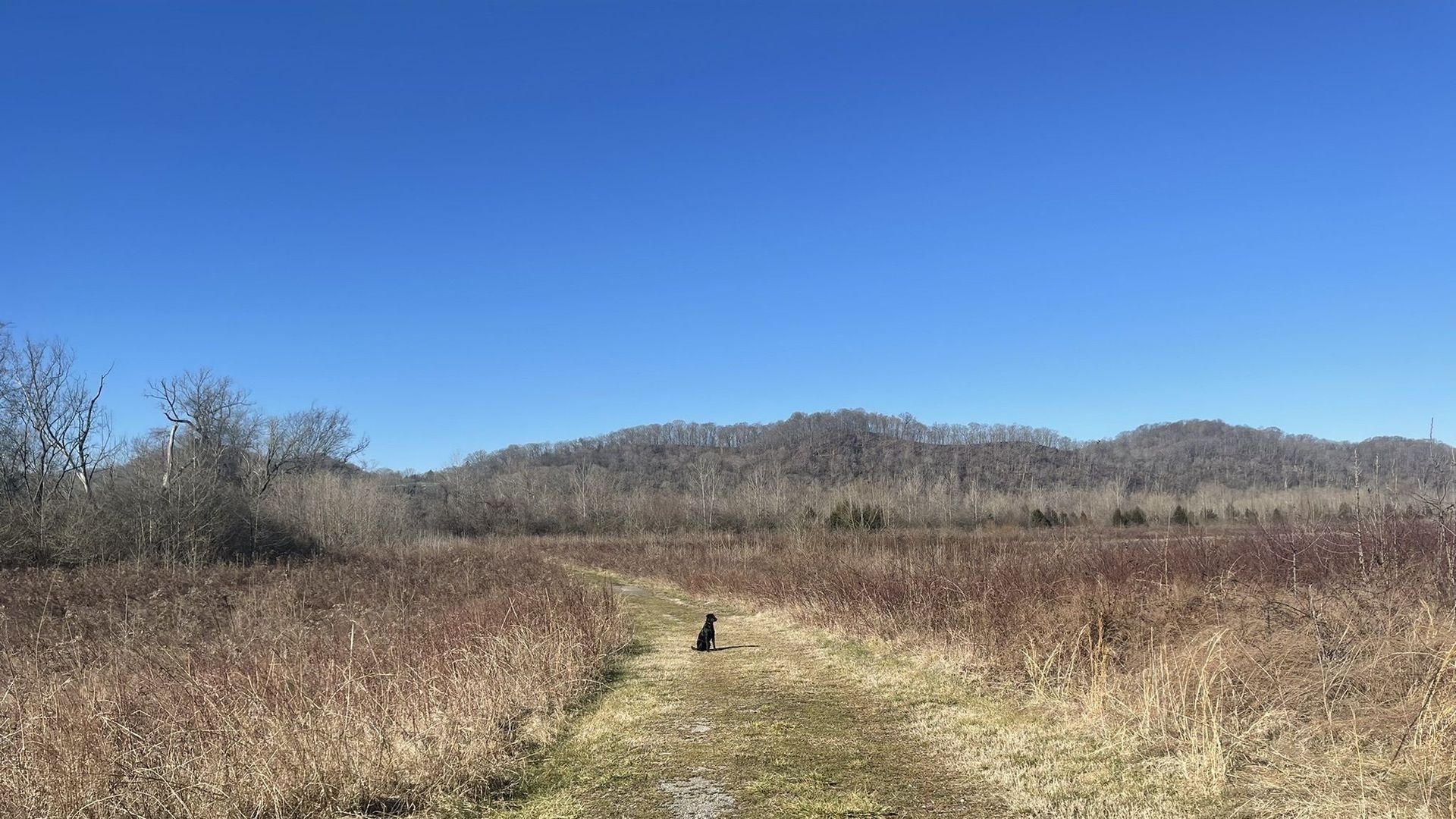 bells bend nashville walking trail