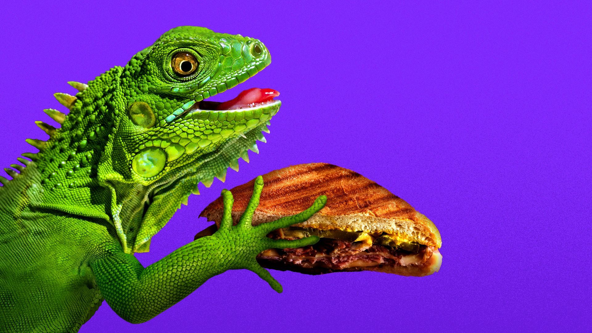 Illustration of an iguana holding a cuban sandwich. 