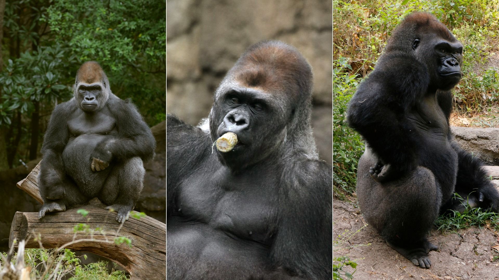 Three gorillas shown in different poses: sitting on a log, chewing corn, and sitting with hand on hip, all surrounded by greenery and natural habitat.