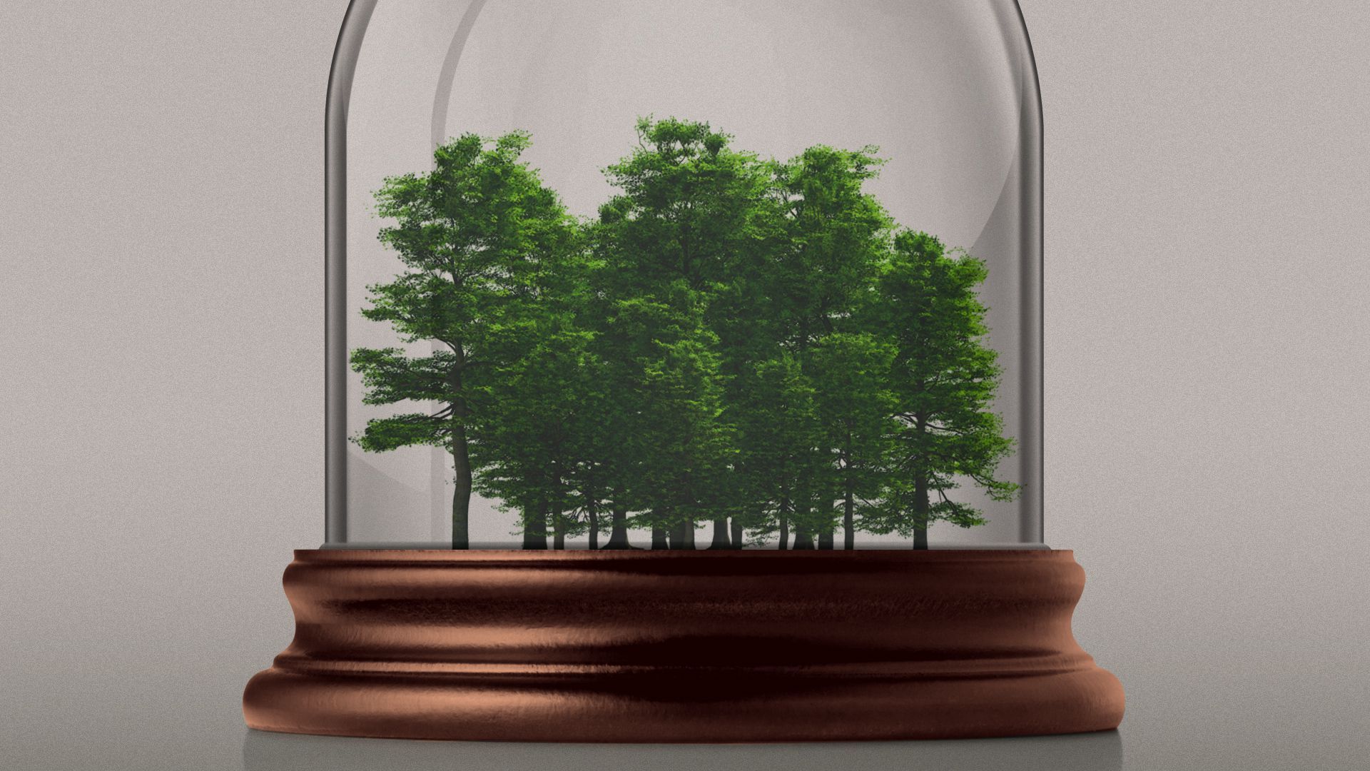 Illustration of a forest in a bell jar.