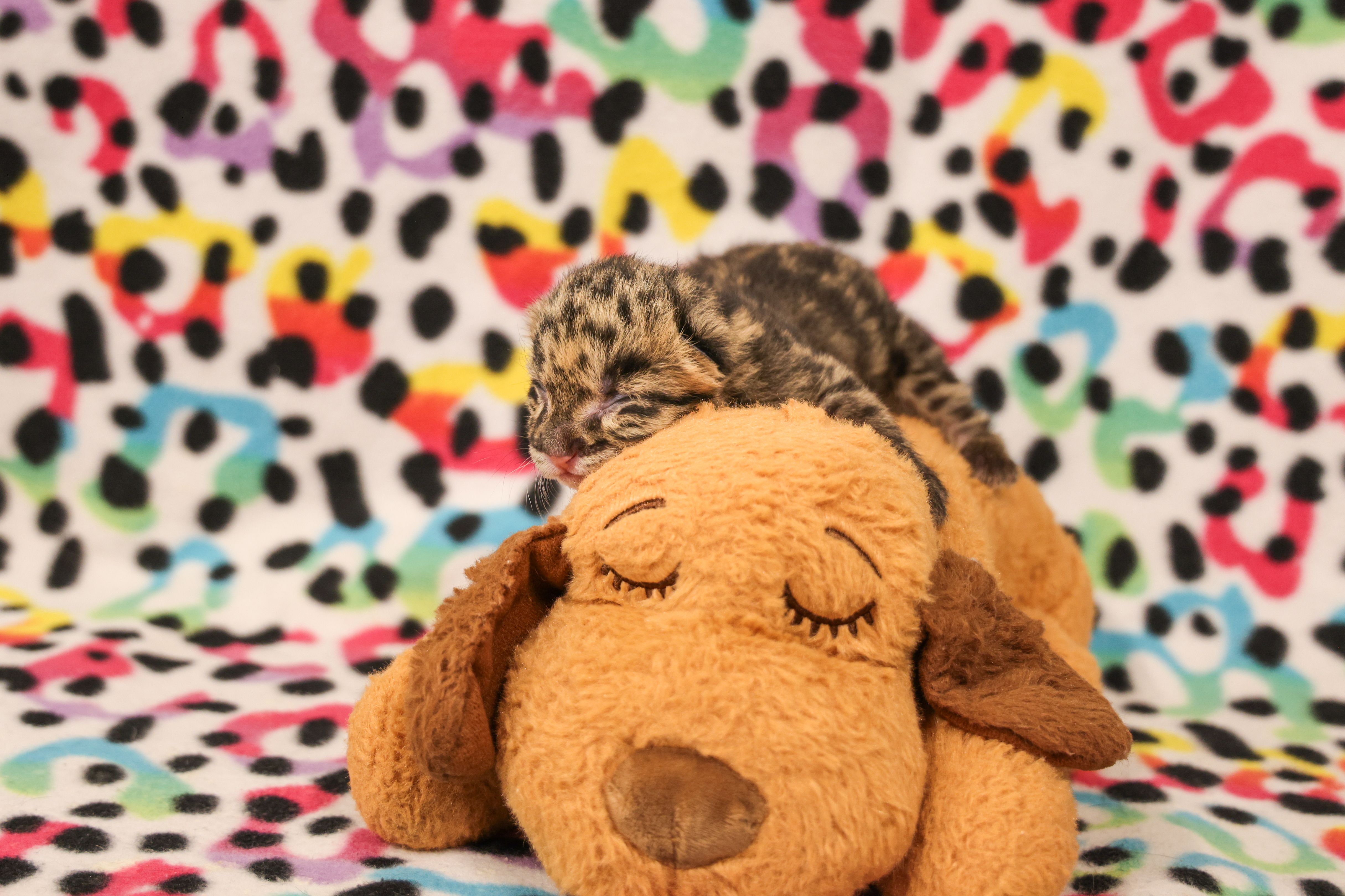 The clouded leopard cub sleeps on top of a stuffed dog toy.
