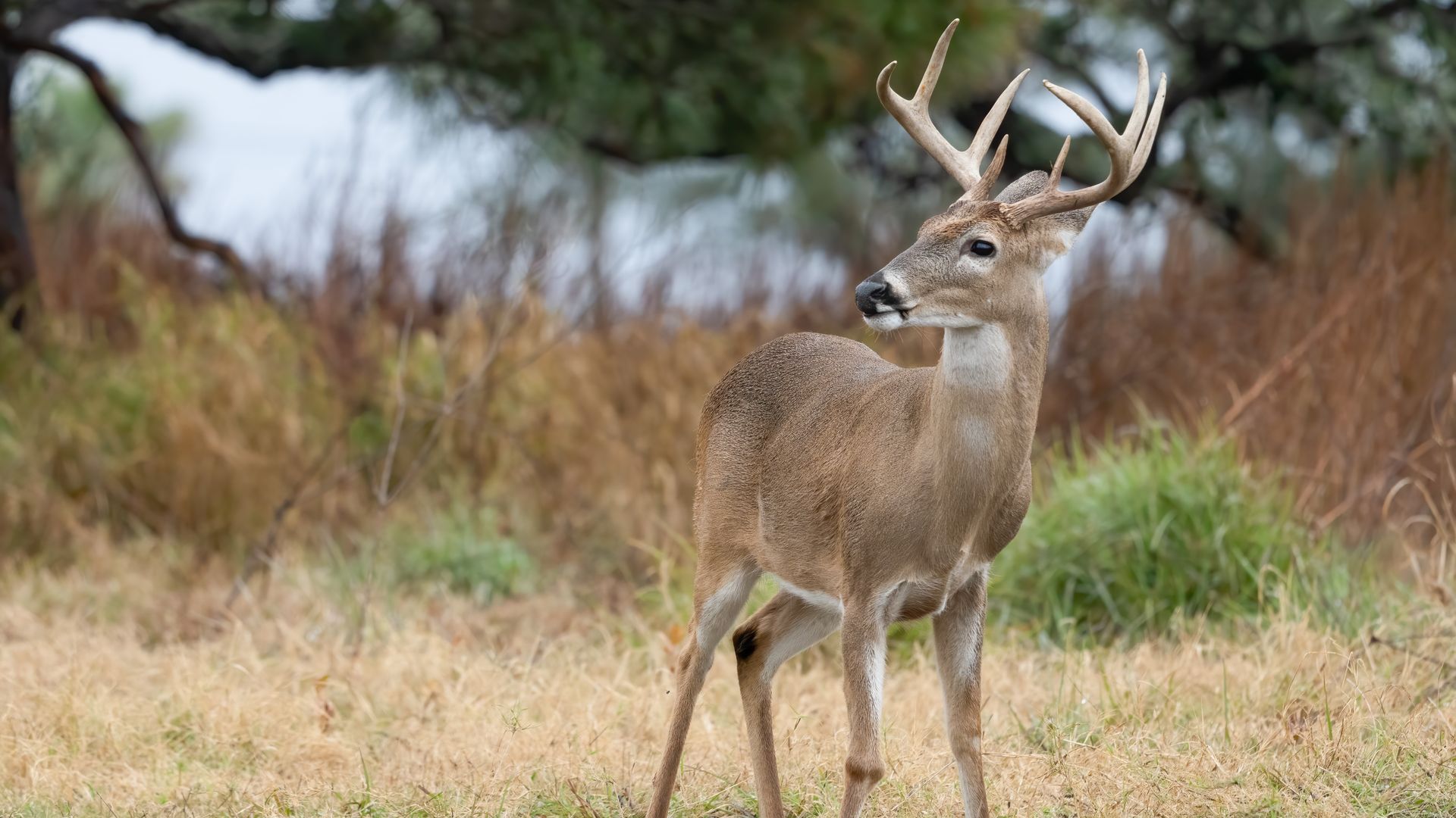 A male white-tailed deer