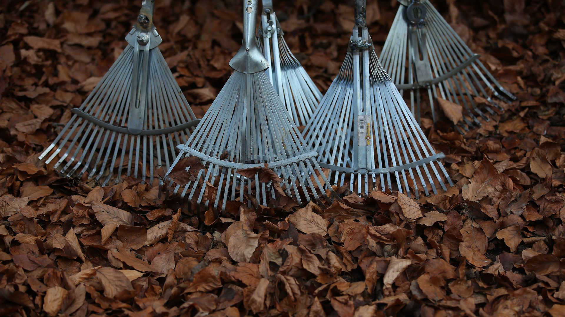 Rakes in the forest in Cologne, Germany. 