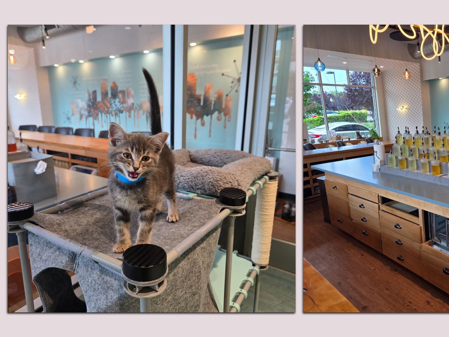 Charlotte 友利奈緒 animax cafe Charlotte 友利奈緒 animax cafe 友利奈緒