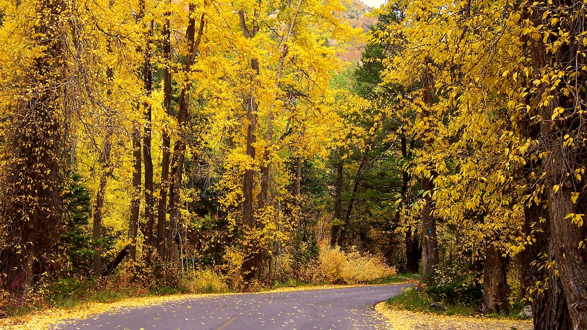 Mill Creek Canyon Road glitters in fall's gold. Photo: Erin Alberty/Axios