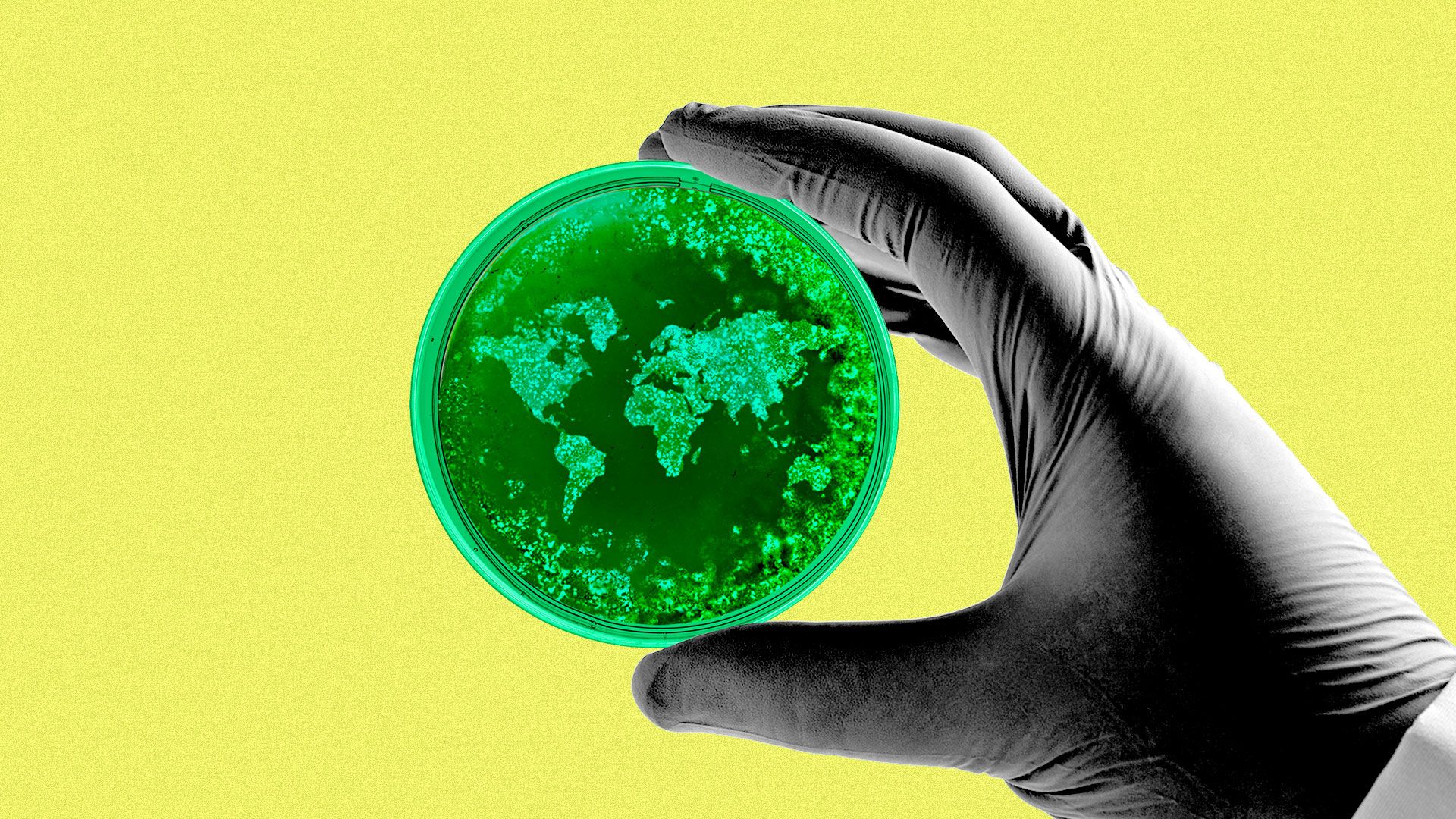 Illustration of a scientist's gloved hand holding a petri dish with the world made out of bacteria. 