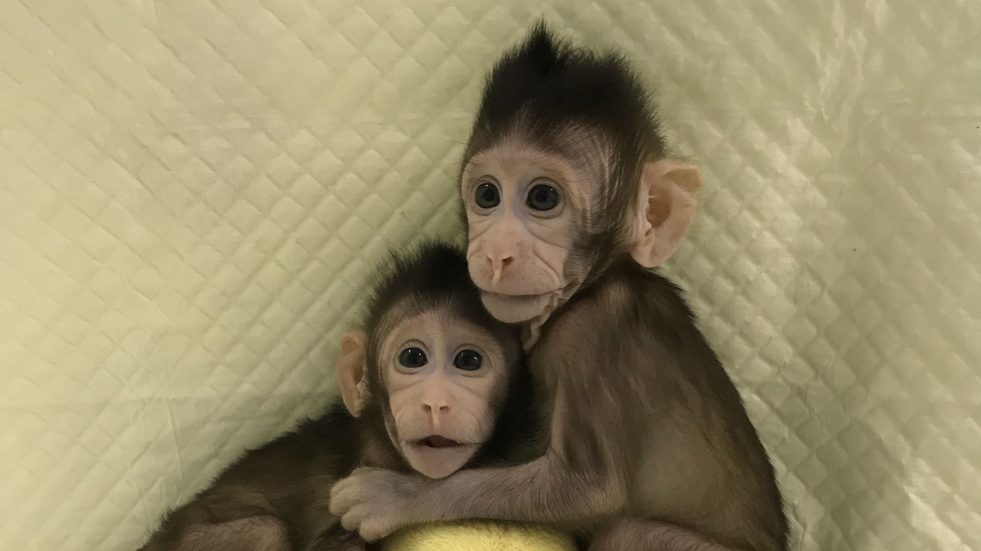 Zhongzhong and Huahua, two cloned macaques.  