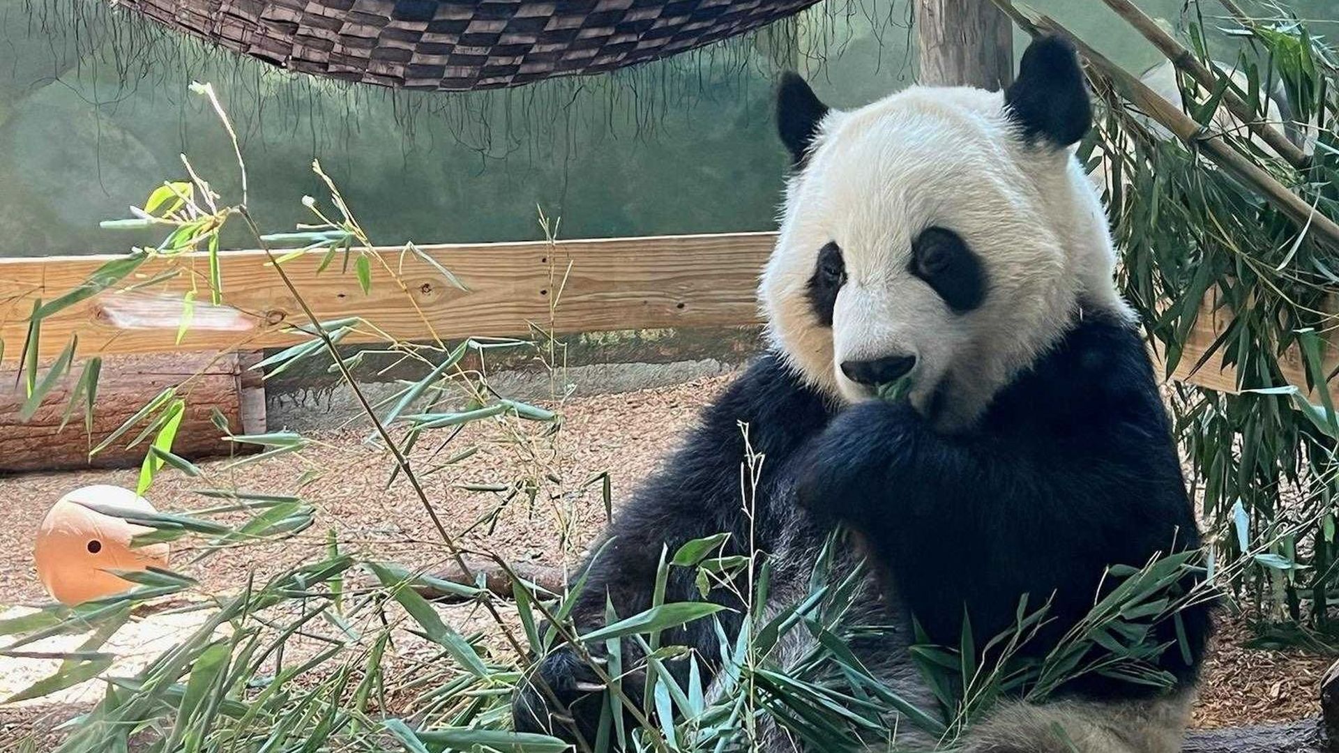 giant panda at zoo atlanta