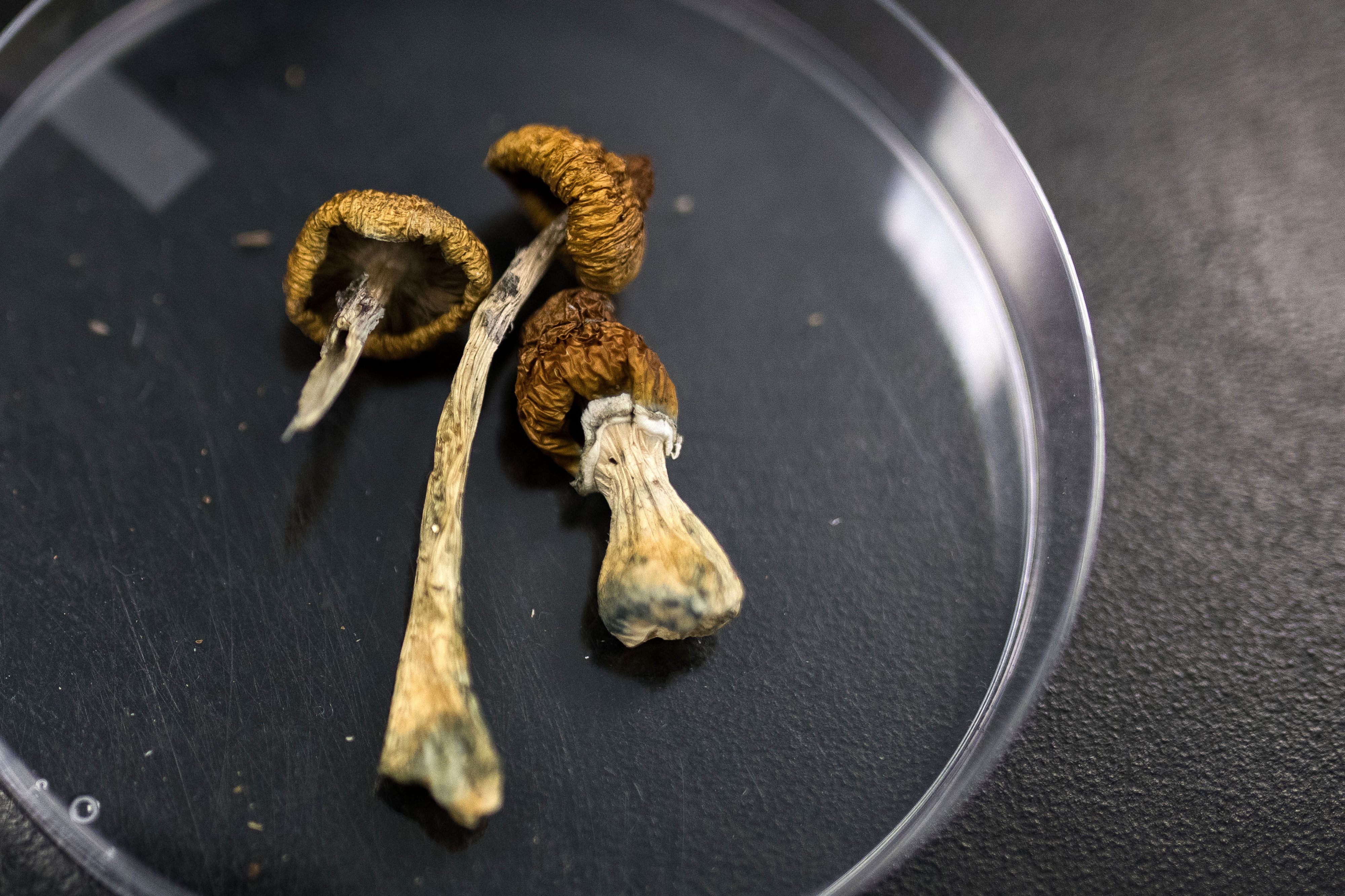How Long Do Magic Mushrooms Stay in Your System - Psychedelic Today Factors Affecting How Long Magic Mushrooms Stay In Your System New York