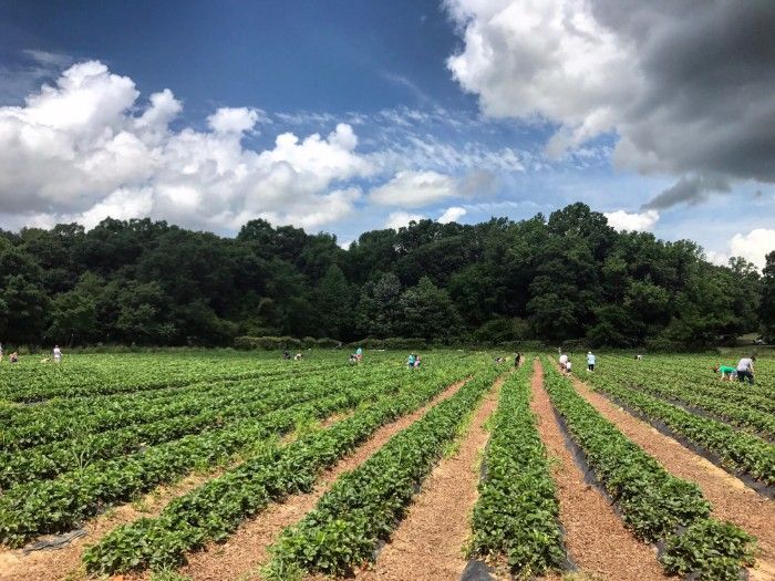 wise acres organic farm strawberries