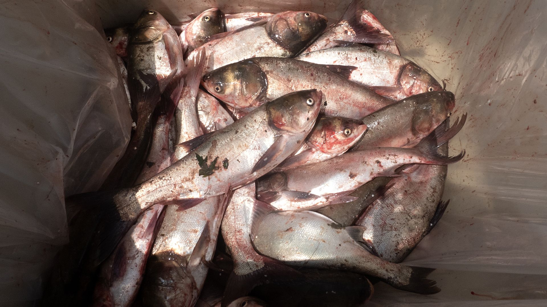 Close-up of several silver and pinkish Asian carp with dark heads and fins, lying in a plastic-lined container with some bloodstains.