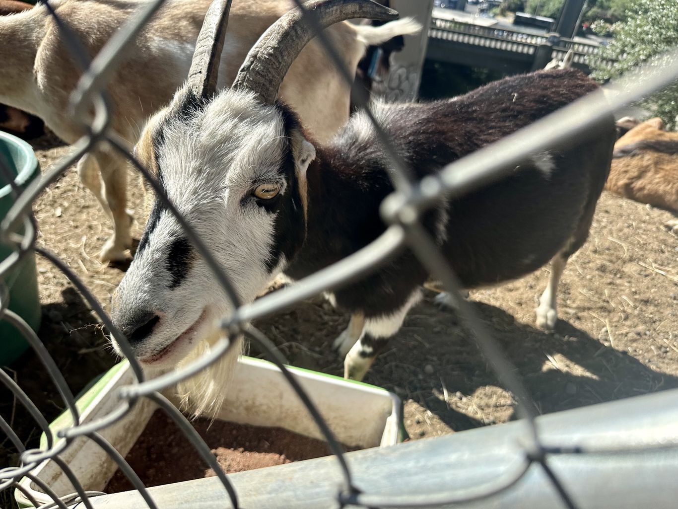 Goats help clear brush from around roads in Seattle and elsewhere