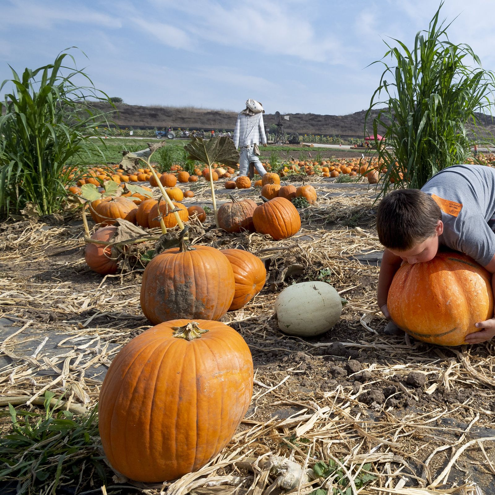 Dehn's Pumpkins - Dayton, MN