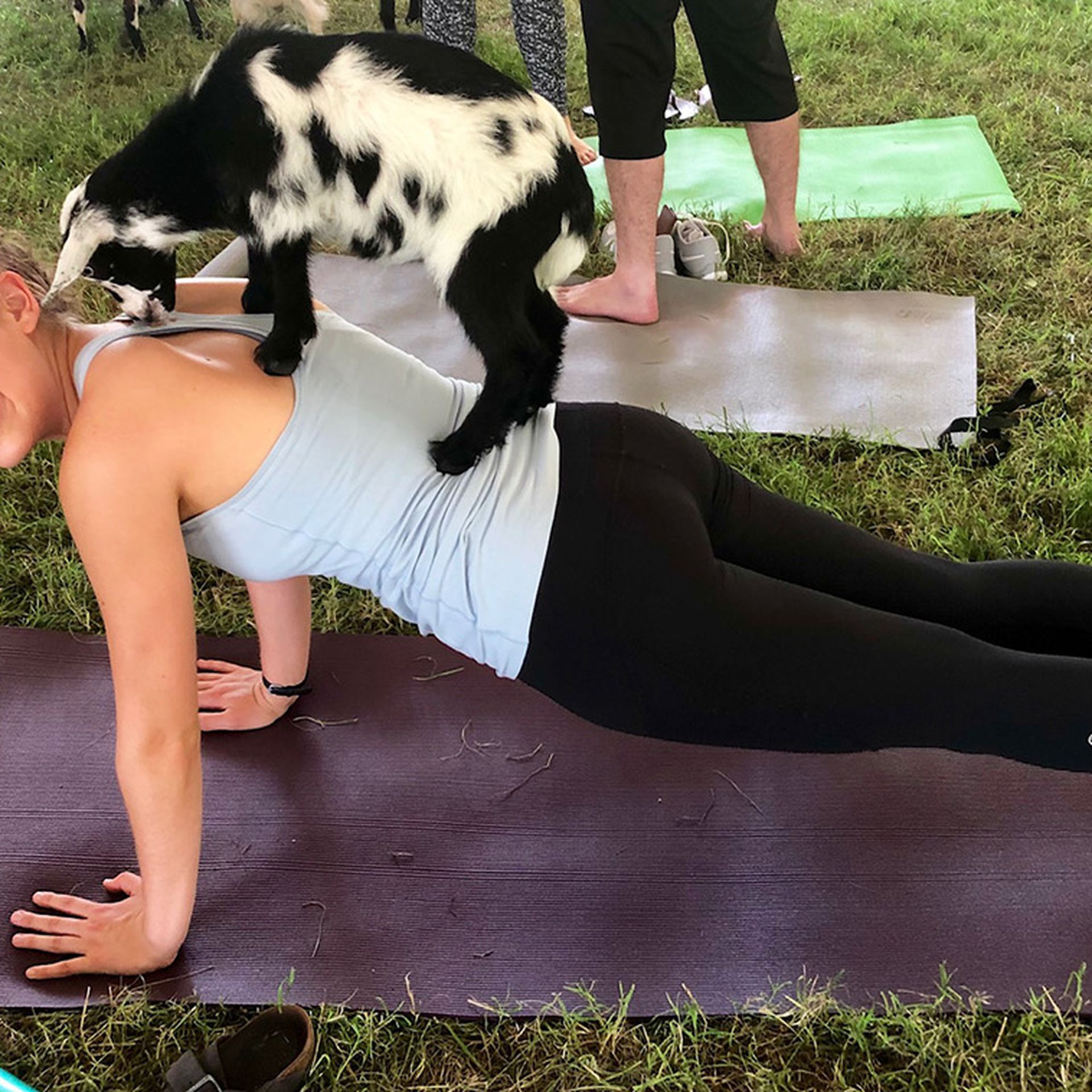 Photos: Is 'Yoga with Pigs' the latest craze?
