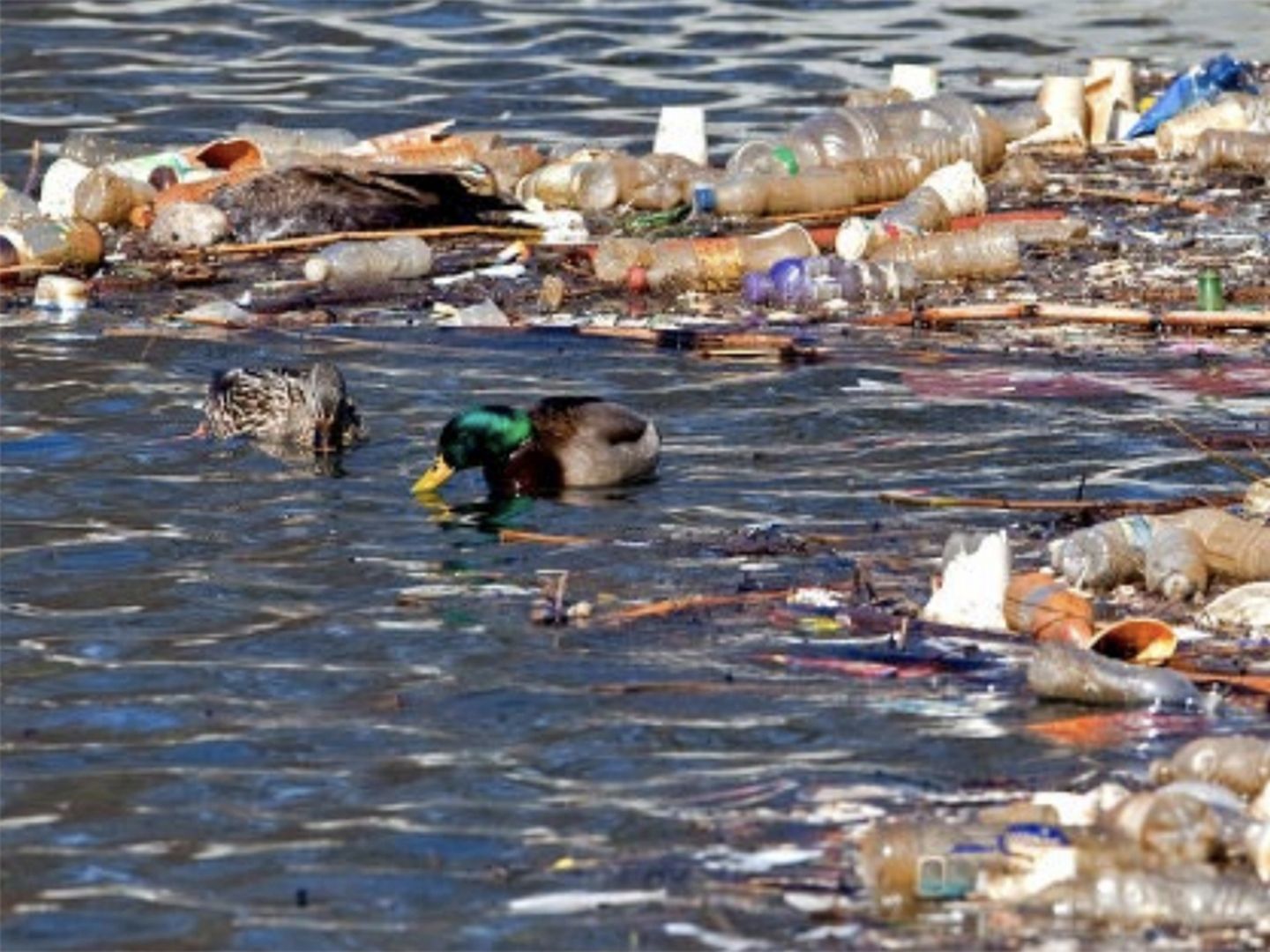 Plastic Pollution New Study Shows Rise In Ocean Plastic Pollution