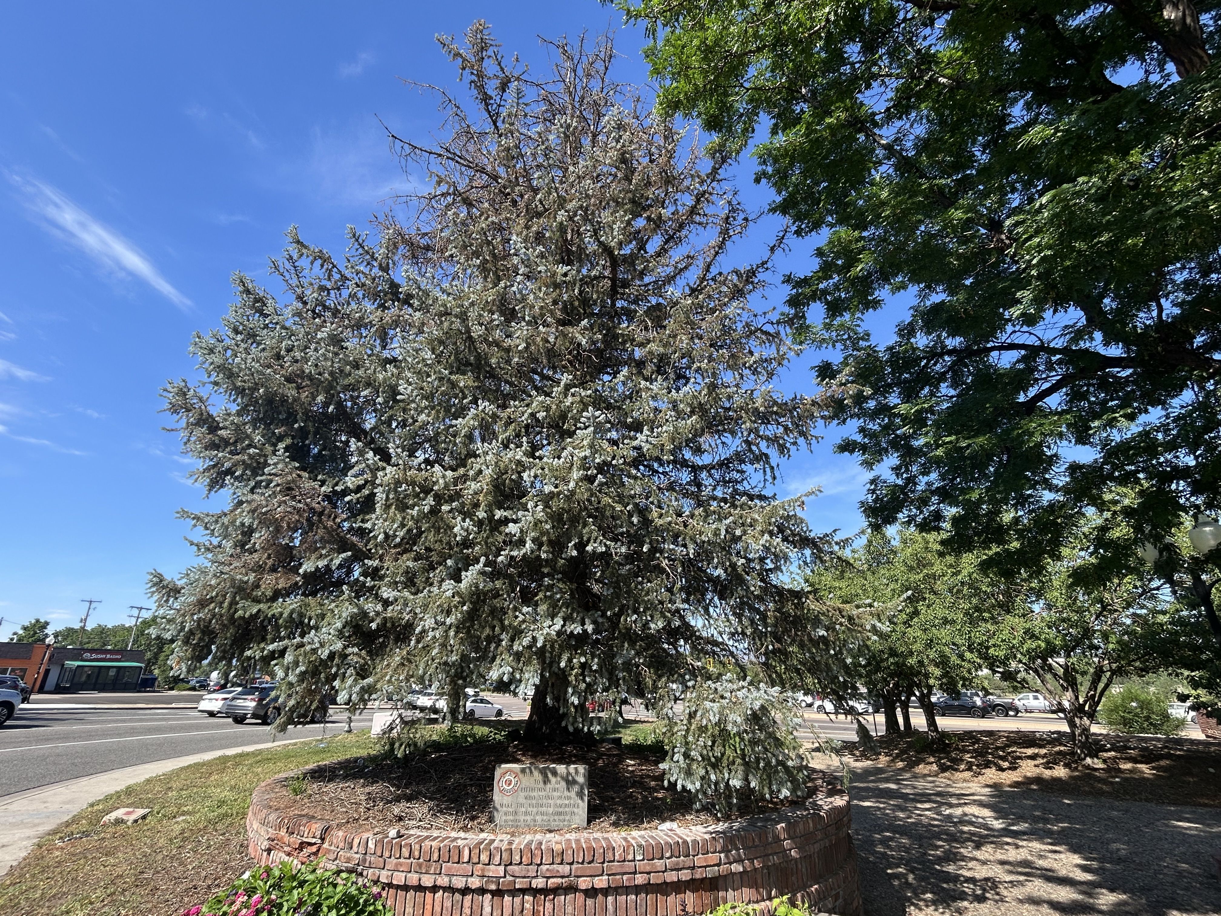 Littleton's stressed spruce.