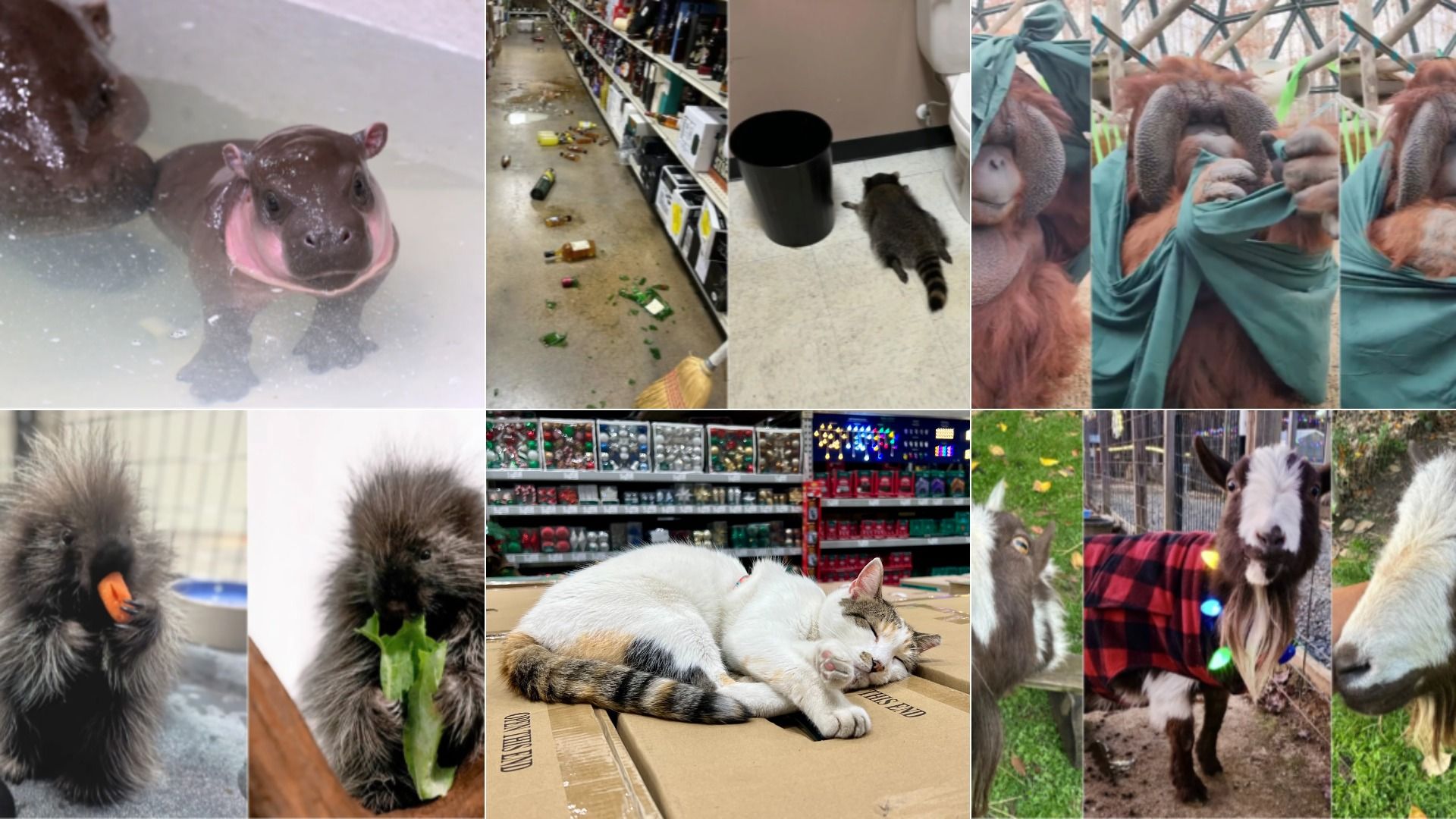 6 pics showing a baby hippo, porcupine, drunk raccoon, orangutan, cat and goat 