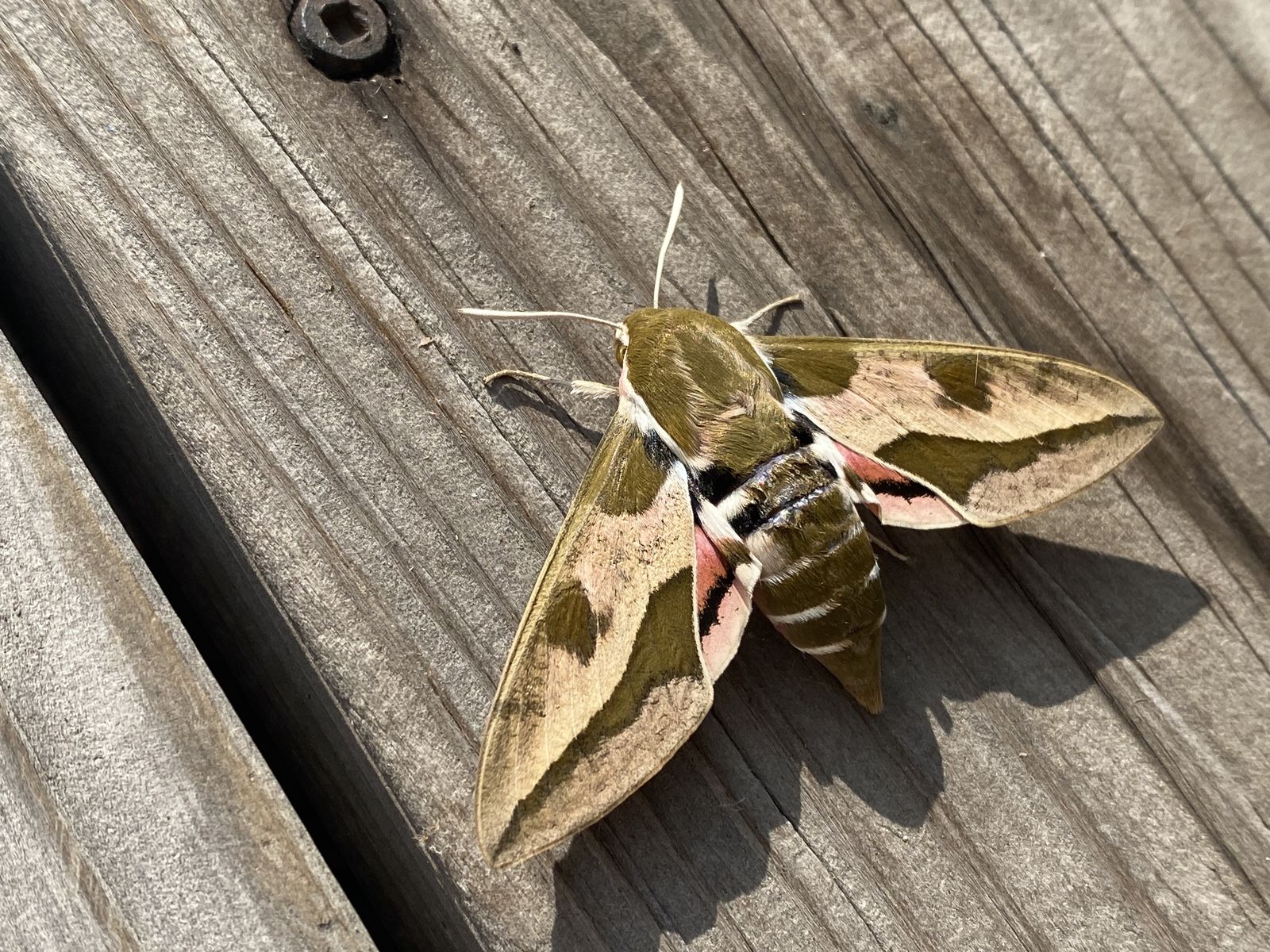 A brand new Hawk Moth — Life in a Southern Forest