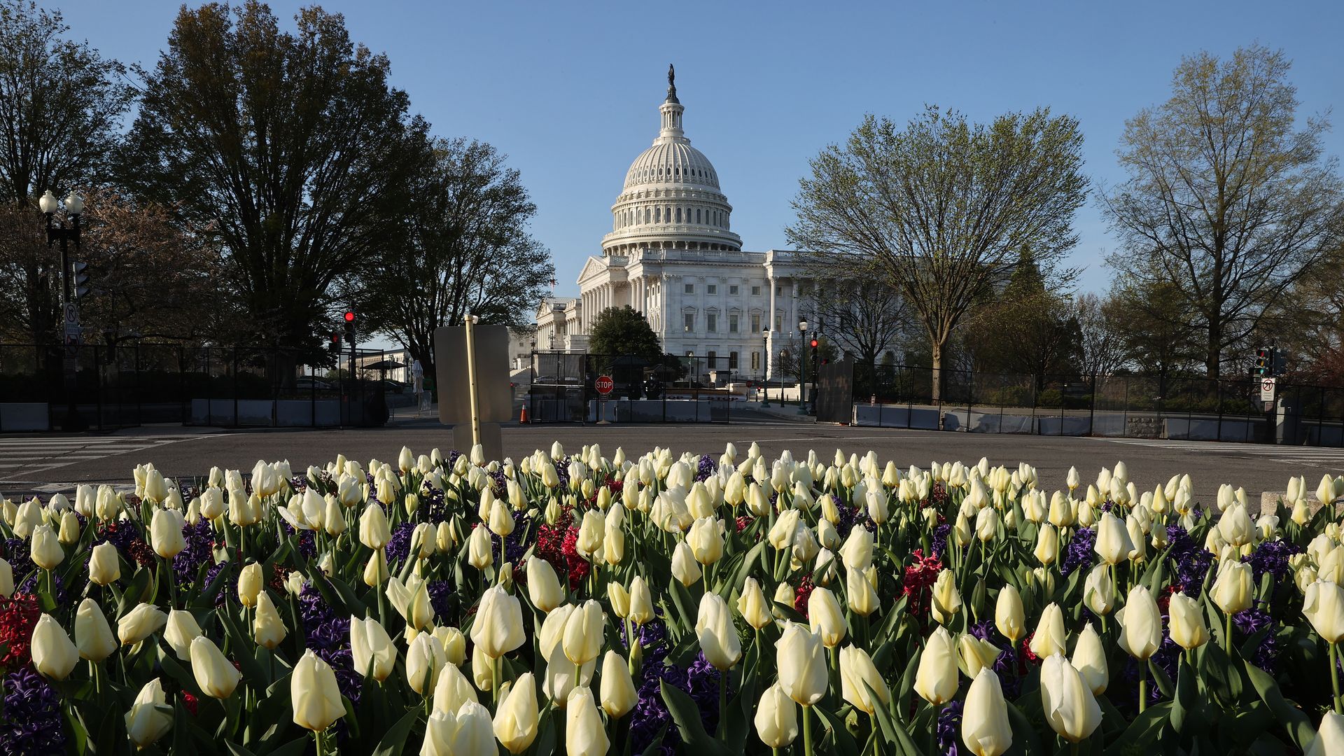 Photo of rows of white tulips across Constitution Avenue and the Capitol building