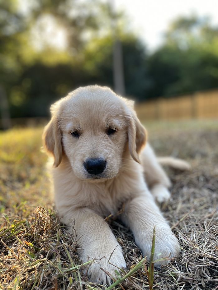  pandemic pet, Charlotte Humane Society, CMPD Animal Care & Control, AC&C pandemic puppy