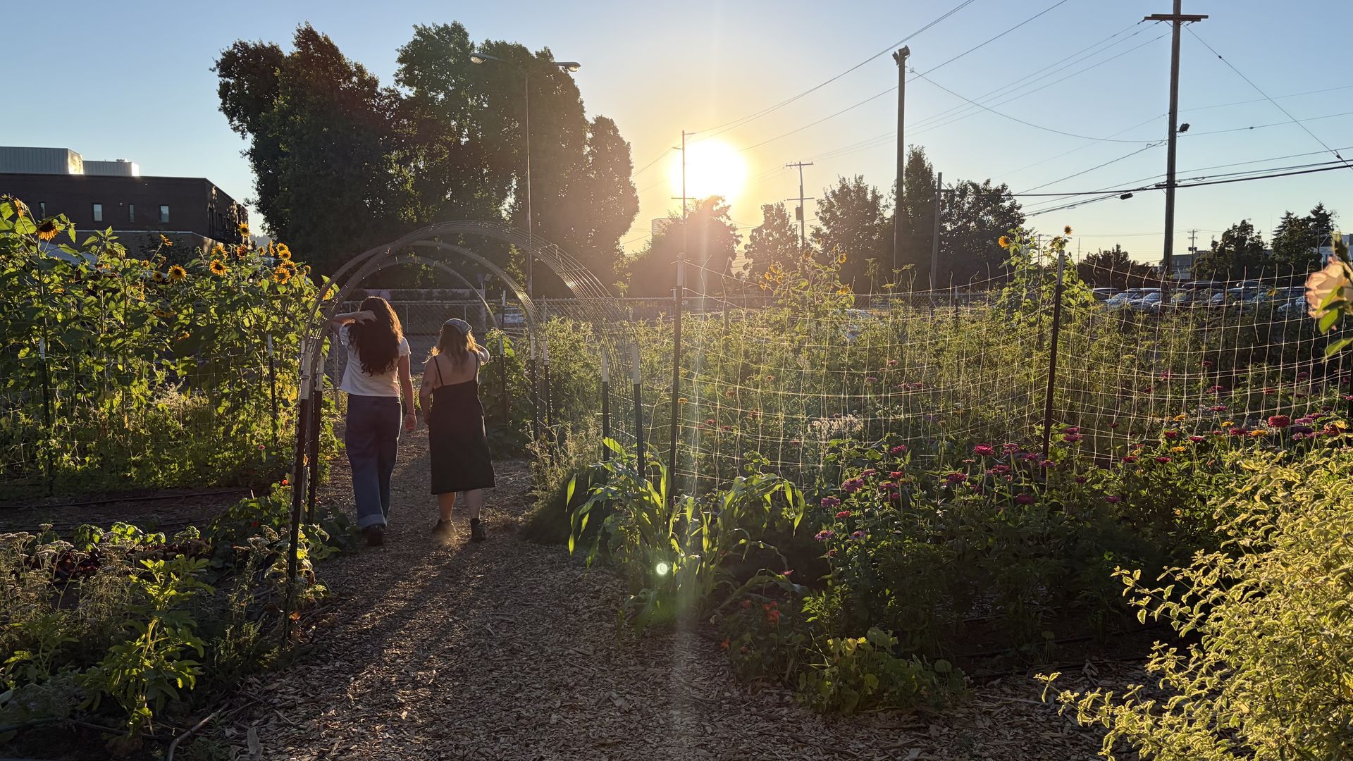 Two women walk down a gravel path through a sunlit garden filled with sunflowers, a curved metal arch, and a chain-link fence, as the sunset glows behind power lines.