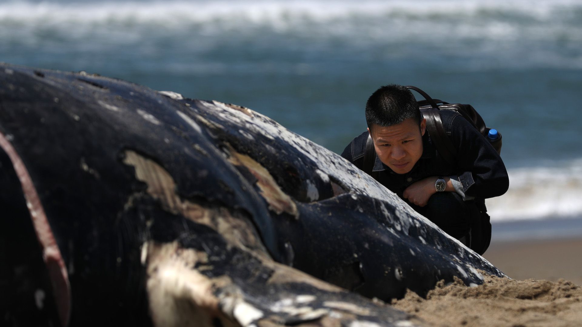 A beachgoer looks at a dead juvenile Gray Whale on Limantour Beach at Point Reyes National Seashore in Point Reyes Station, California.