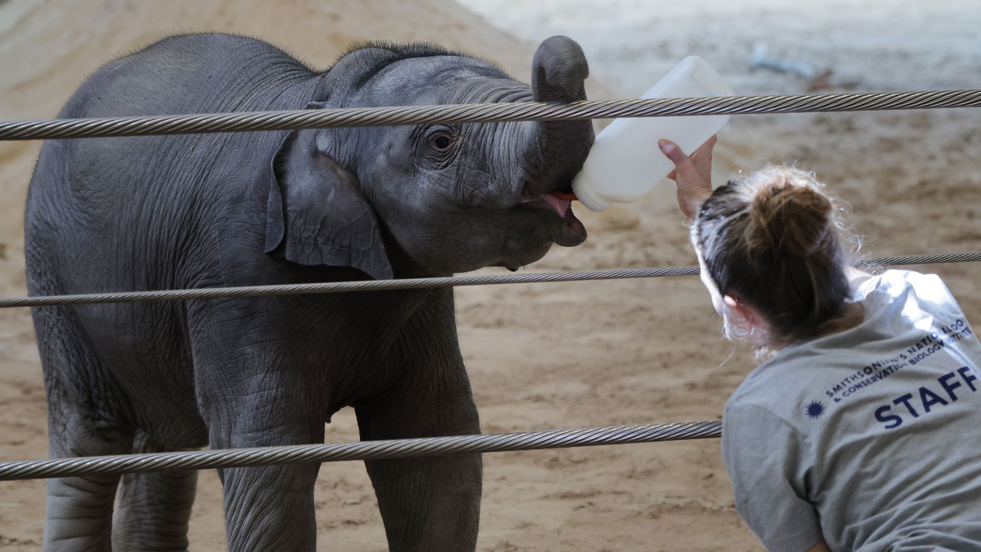 A staffer bottle feeds a baby elephant.
