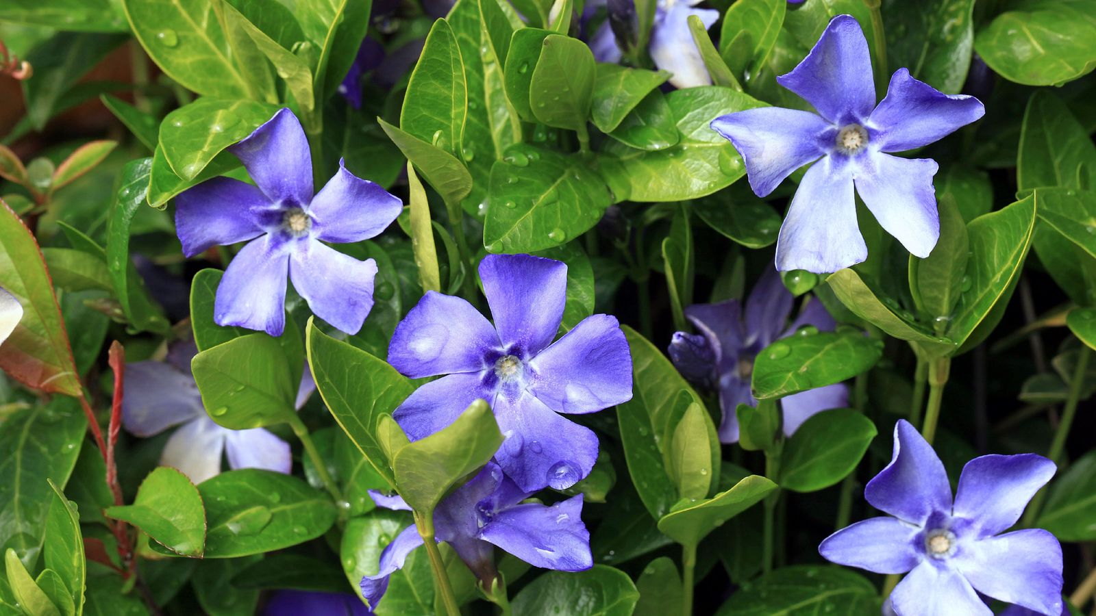 Flowers, fruits and vegetables that can withstand Phoenix's summer heat