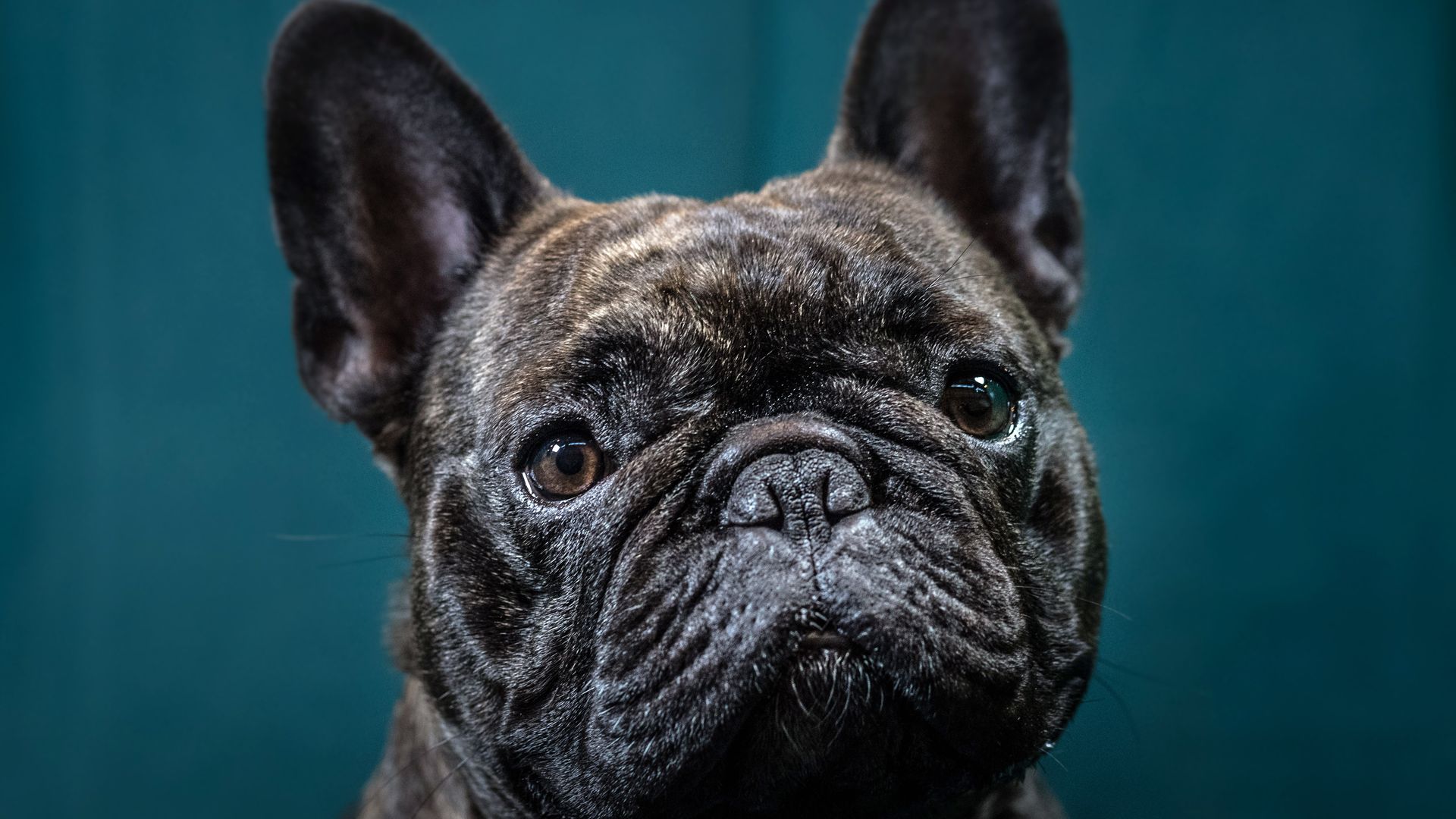 A close-up shot of a black French bulldog's face, staring directly into the camera.