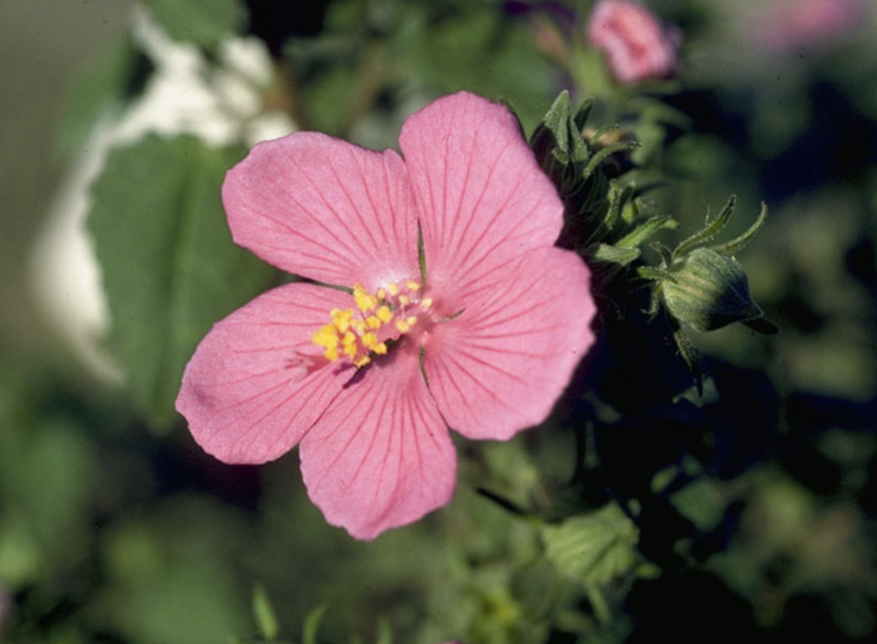 Photo of a pink flower.