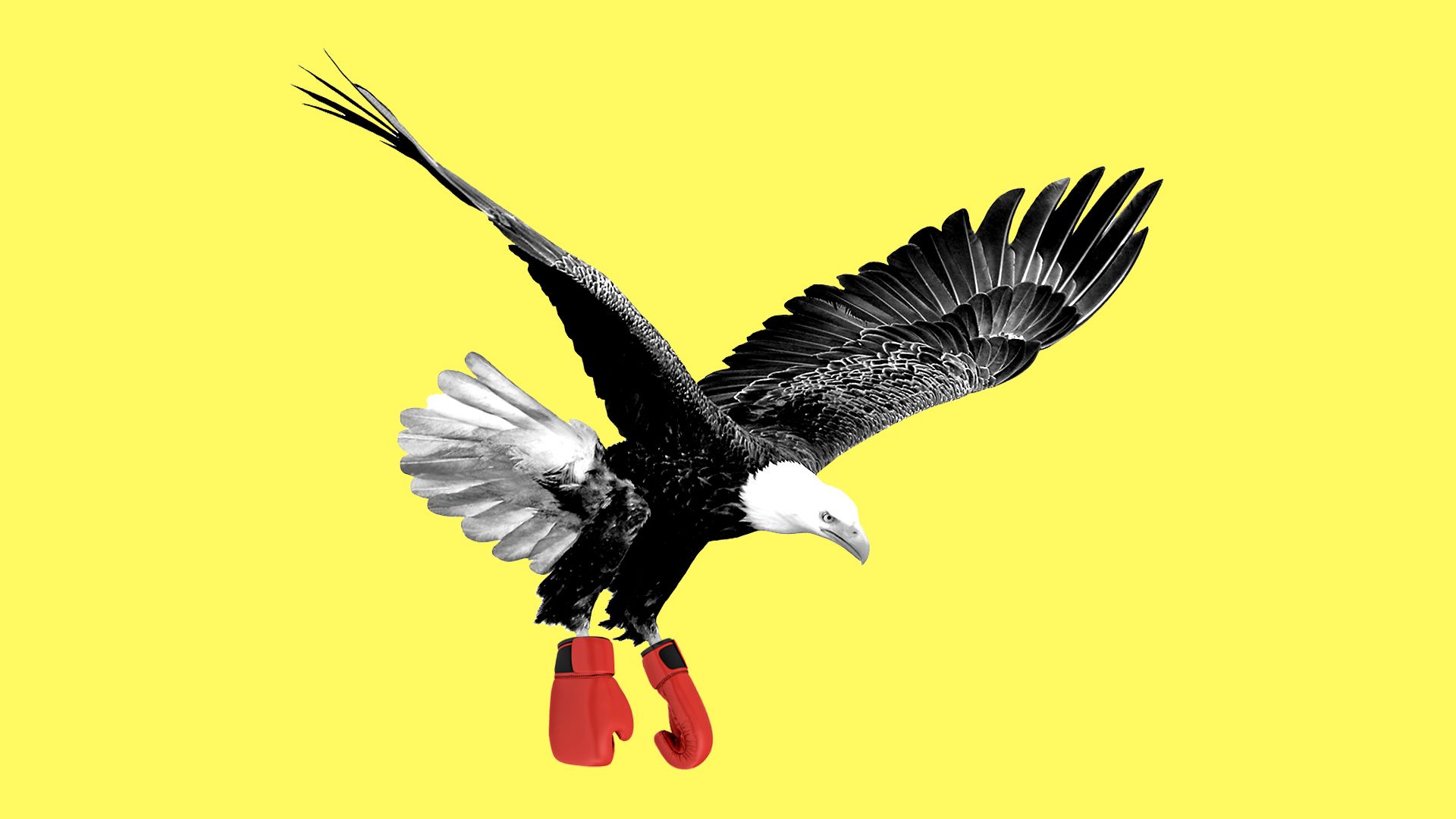 Illustration of bald eagle wearing boxing gloves.