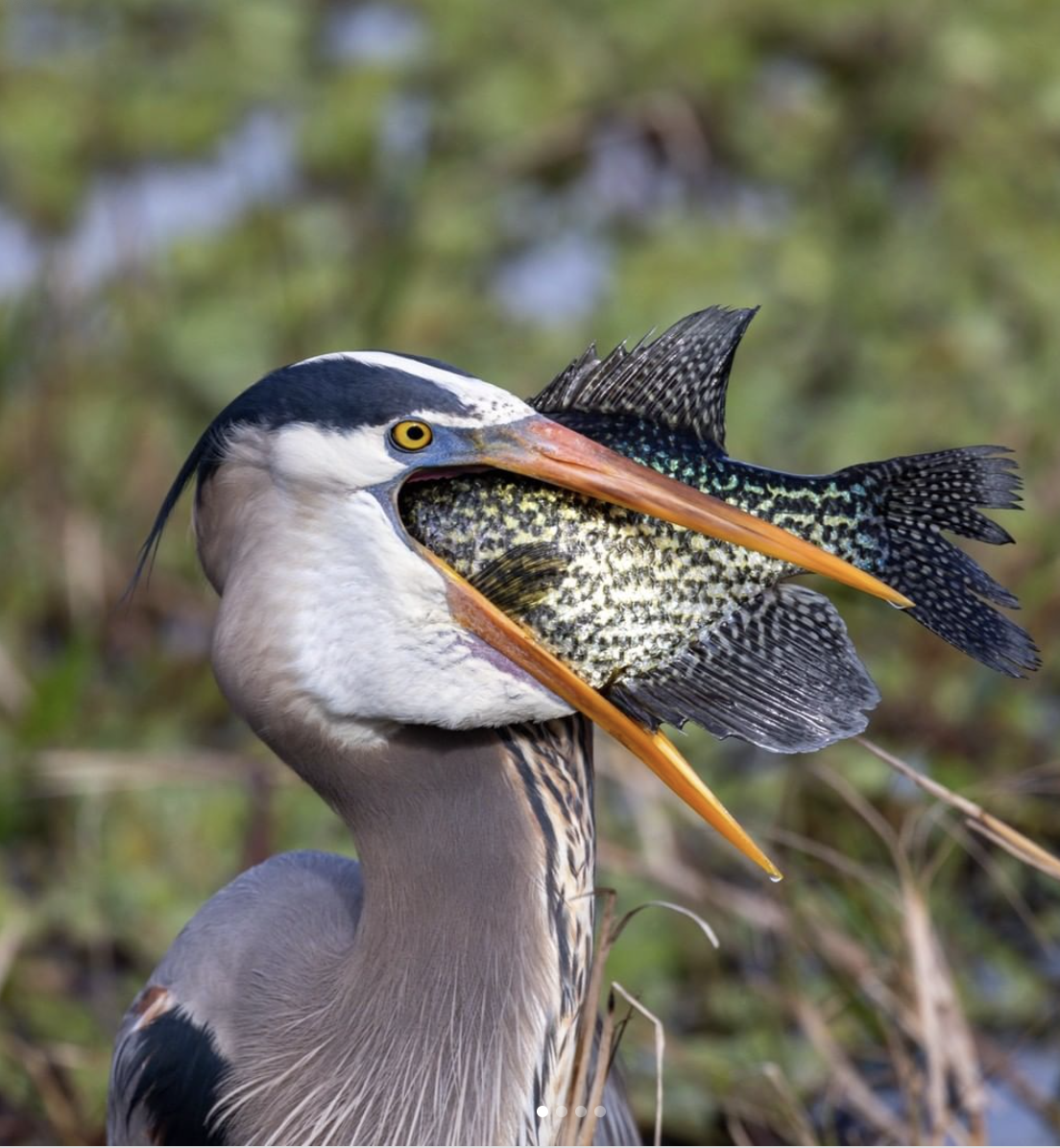 great blue heron swallowing a fish
