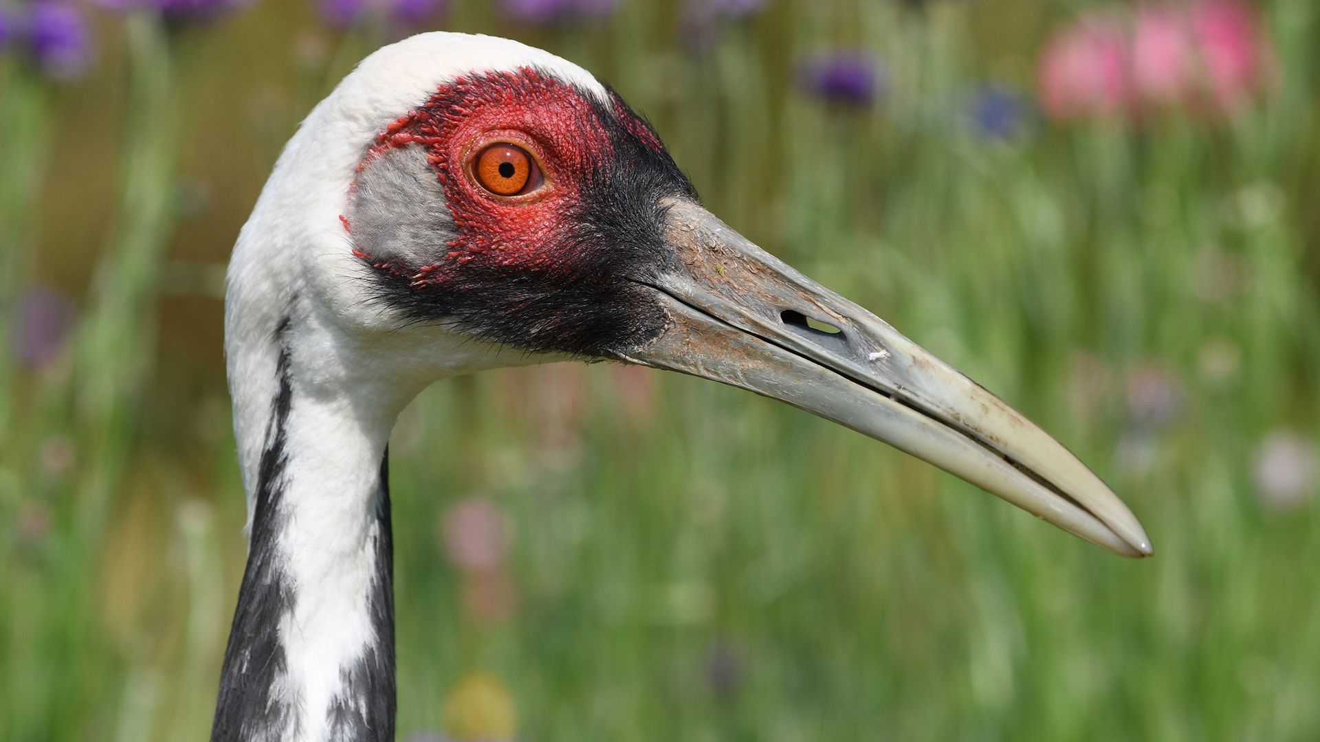 A close-up of a bird's head with a long beak and white and red markings.