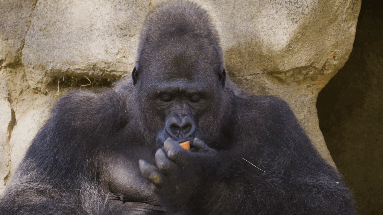 An adult silverback gorilla sits in a rocky enclosure, black fur with a slight silver patch. It holds a small orange object near its mouth, looking down as it examines or eats it.