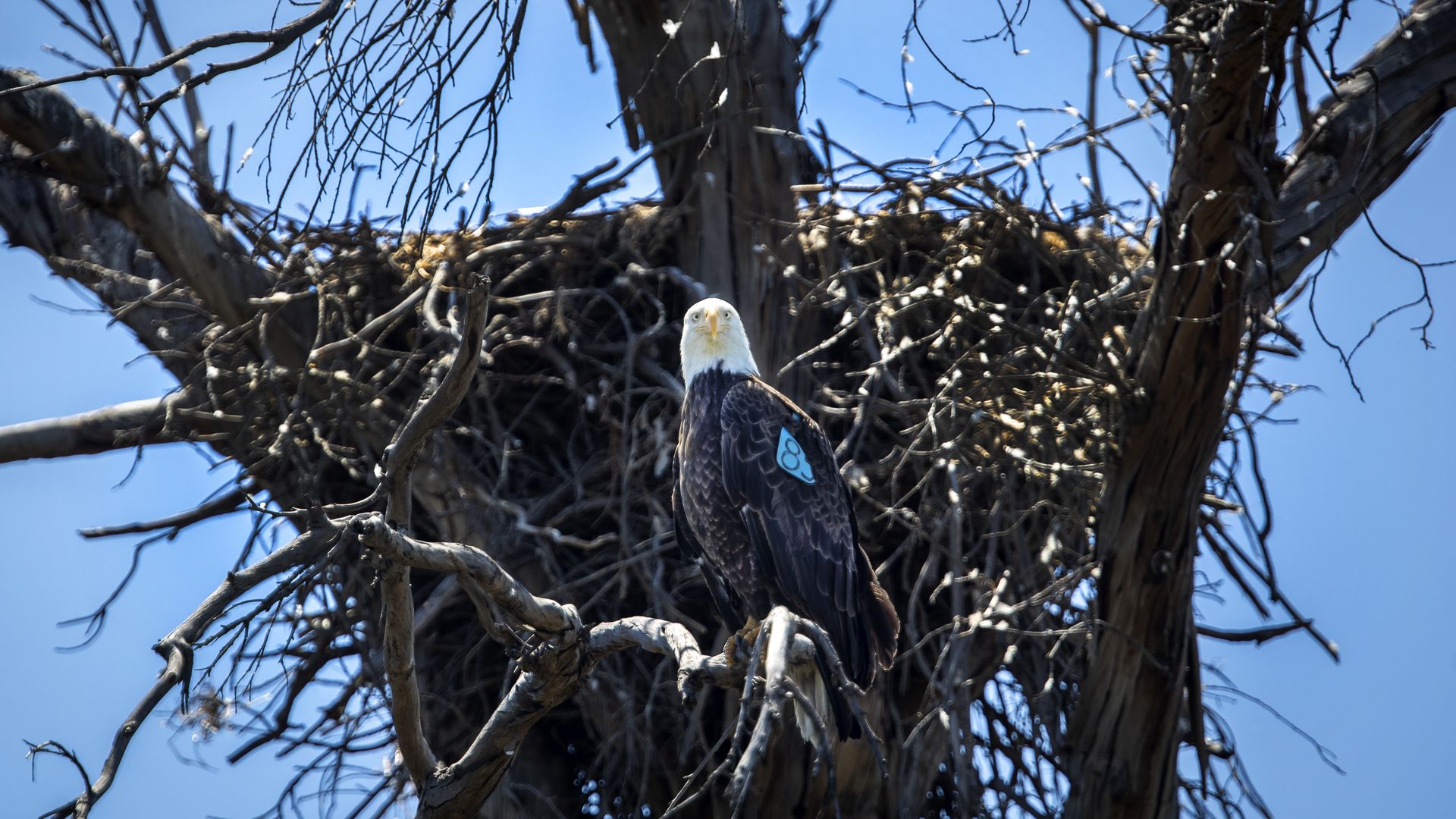 A tagged bald eagle near a nest in Orange County, California, in May 2020.